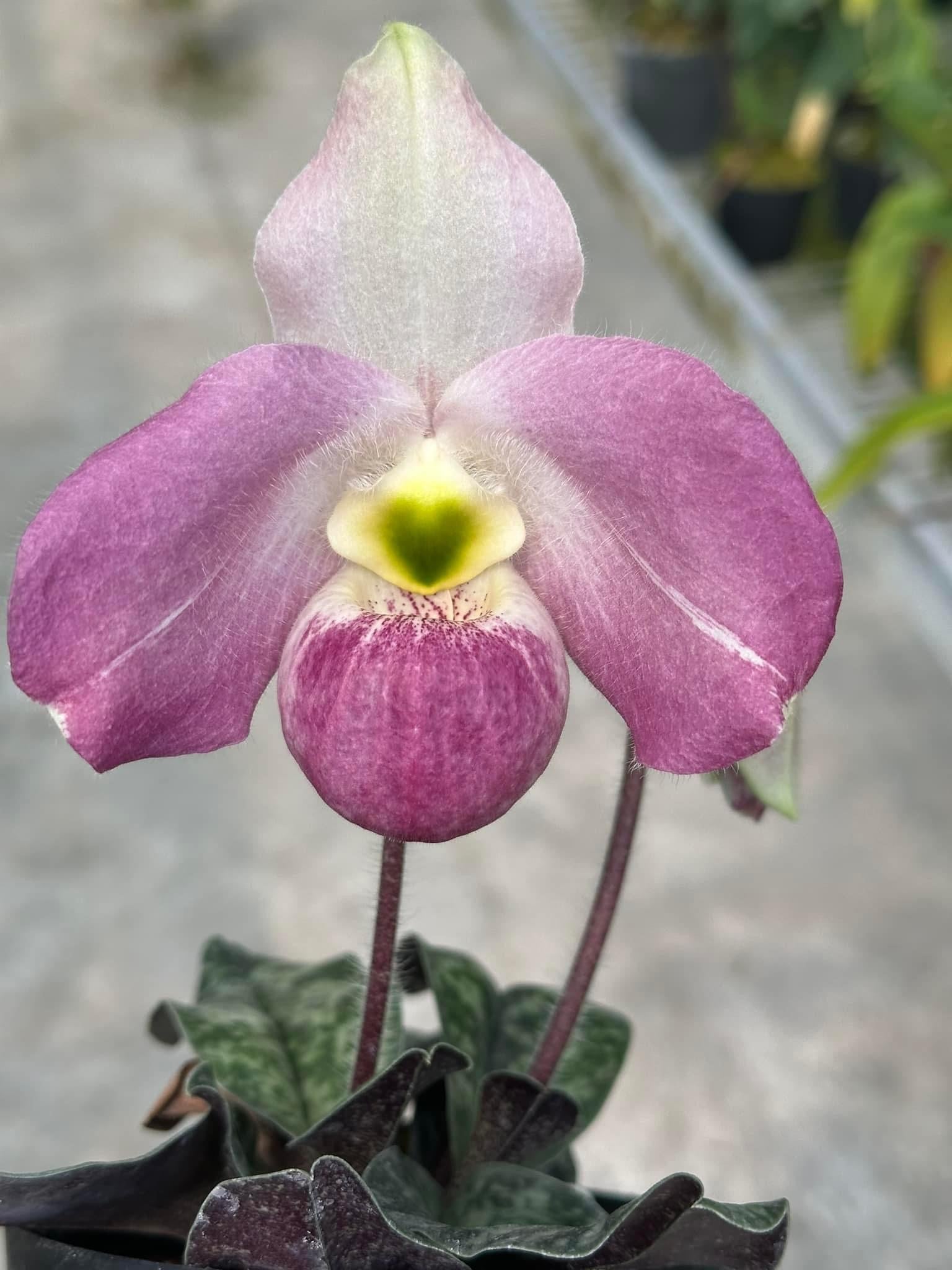 Paphiopedilum vietnamense