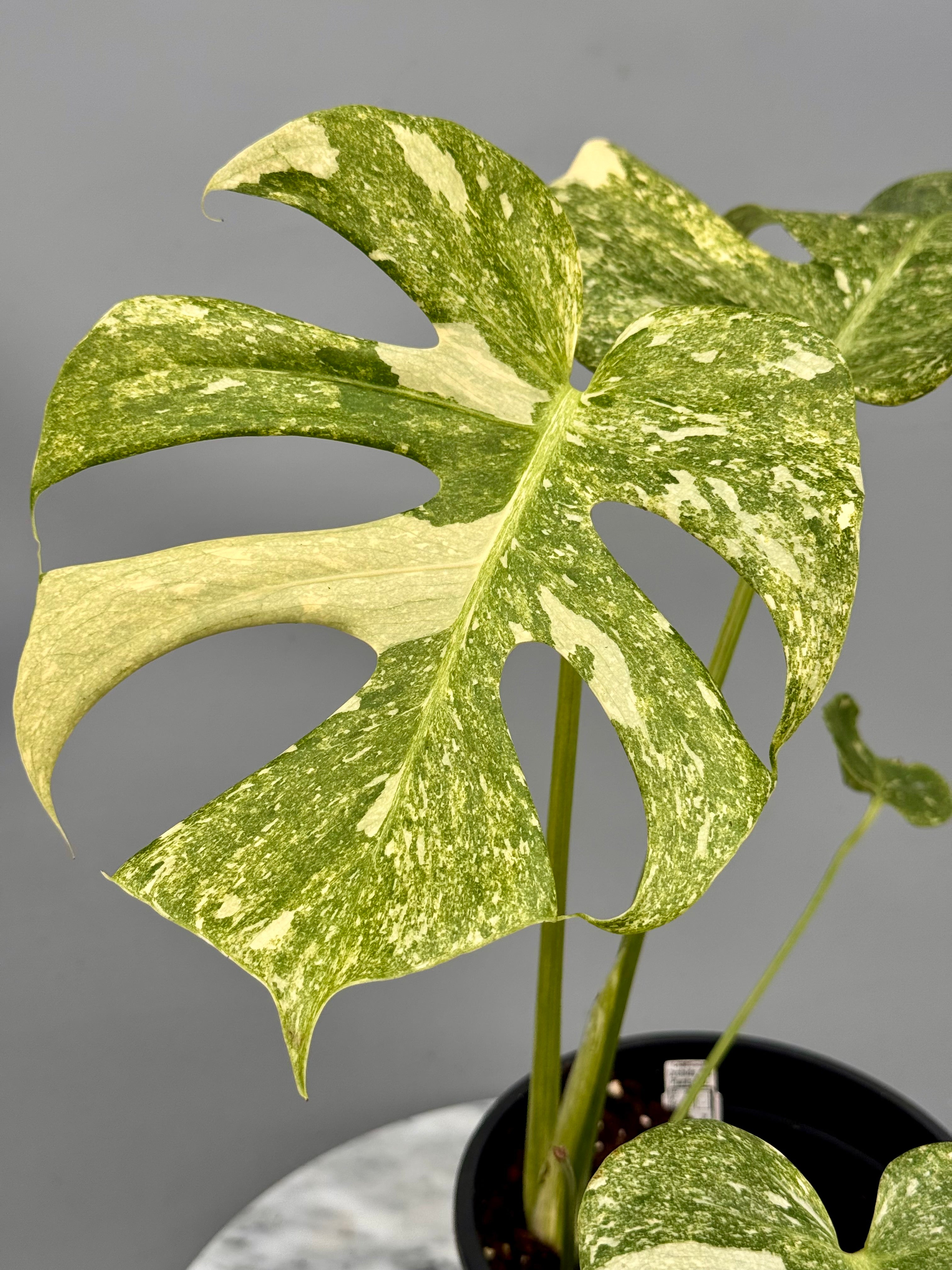 Monstera Platinum