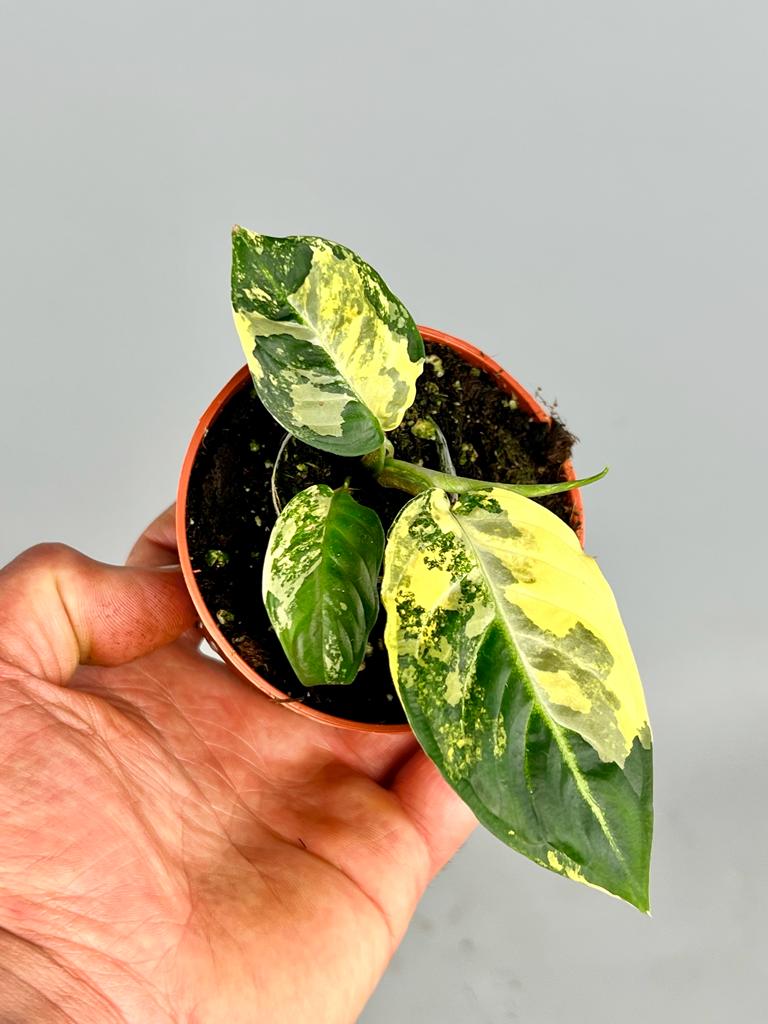 Xanthosoman lindenii variegata (Vorbestellung +/- 6 Wochen)