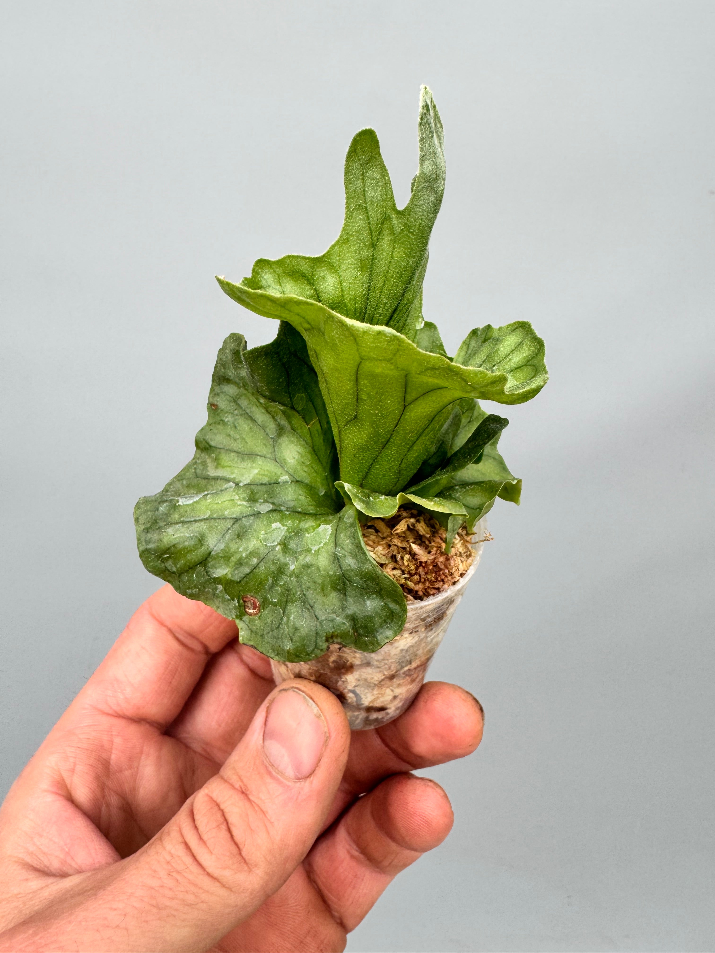 Platycerium wandae ‘Dwarf x Curling ‘