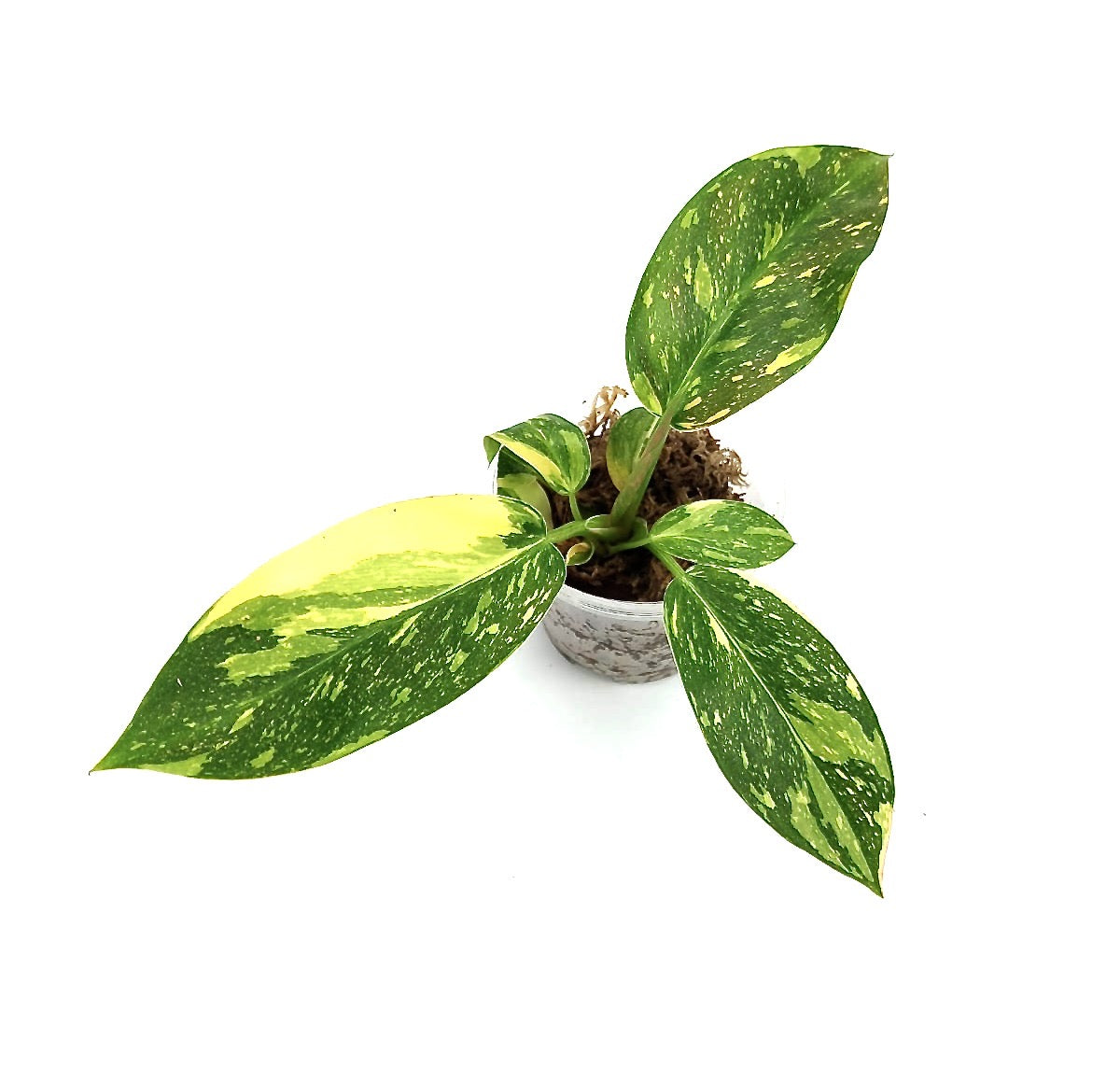 Philodendron Green Congo Marble Variegated "Groß"