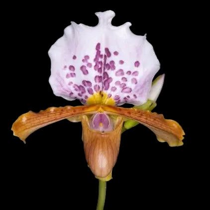 Paphiopedilum papilio-laoticus