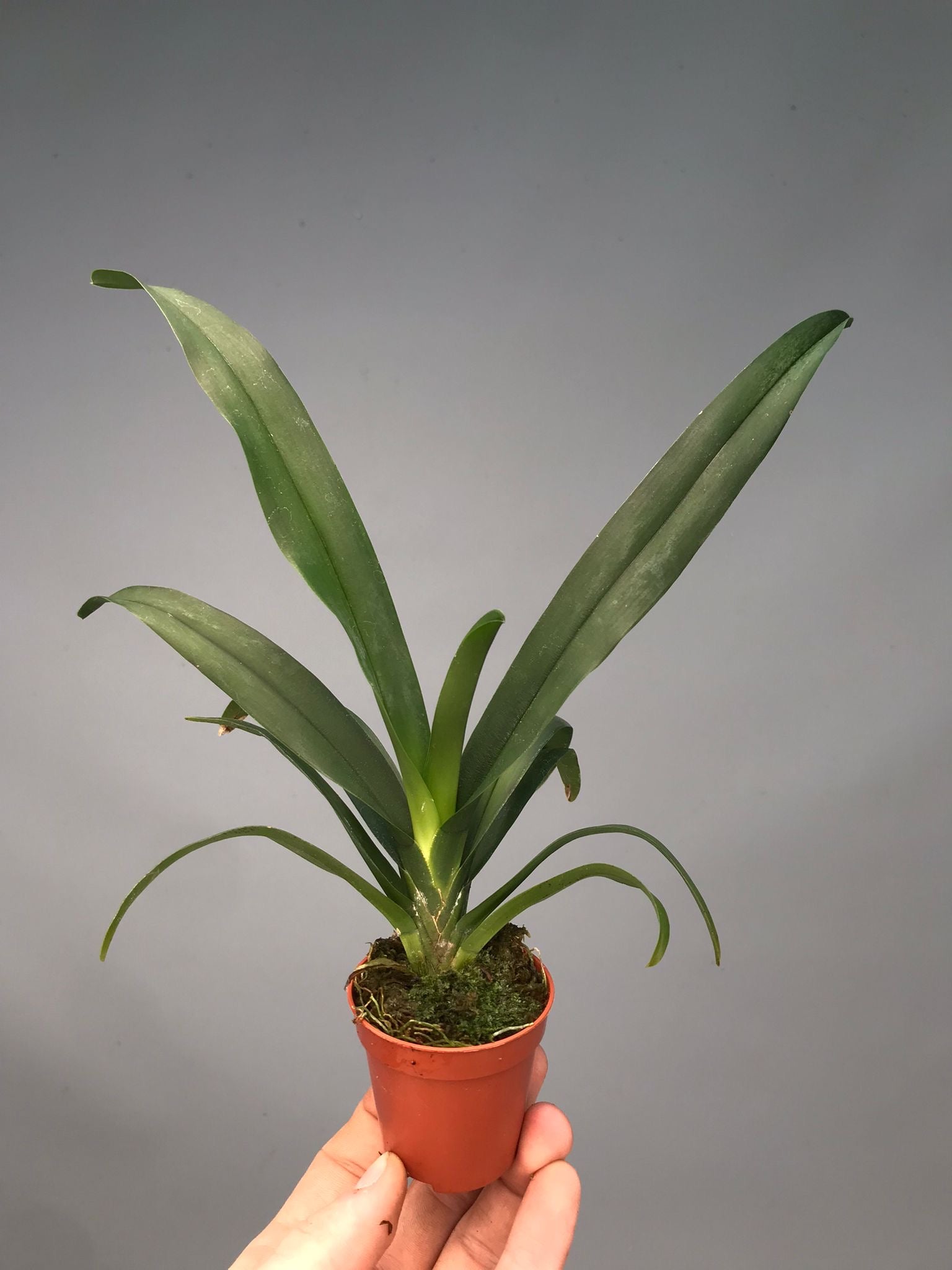 Aeranthes grandiflora