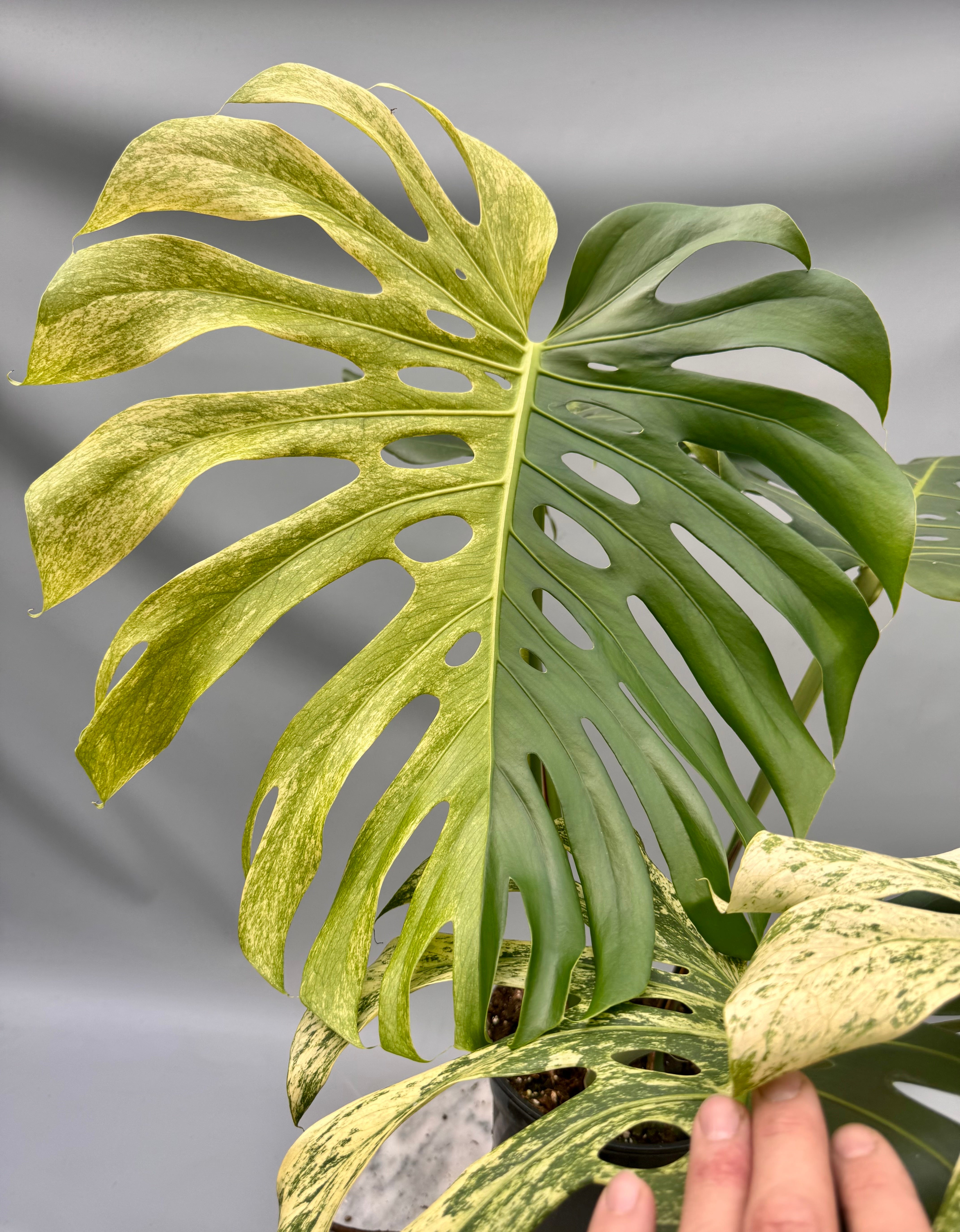 Monstera Full Mint deliciosa borsigiana Variegata (Nr 2)