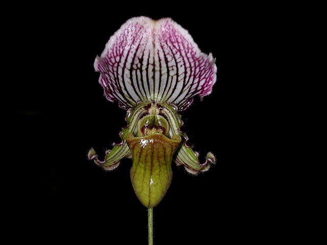 Paphiopedilum fairrieanum  4N 'Dark' (multiple shoots)