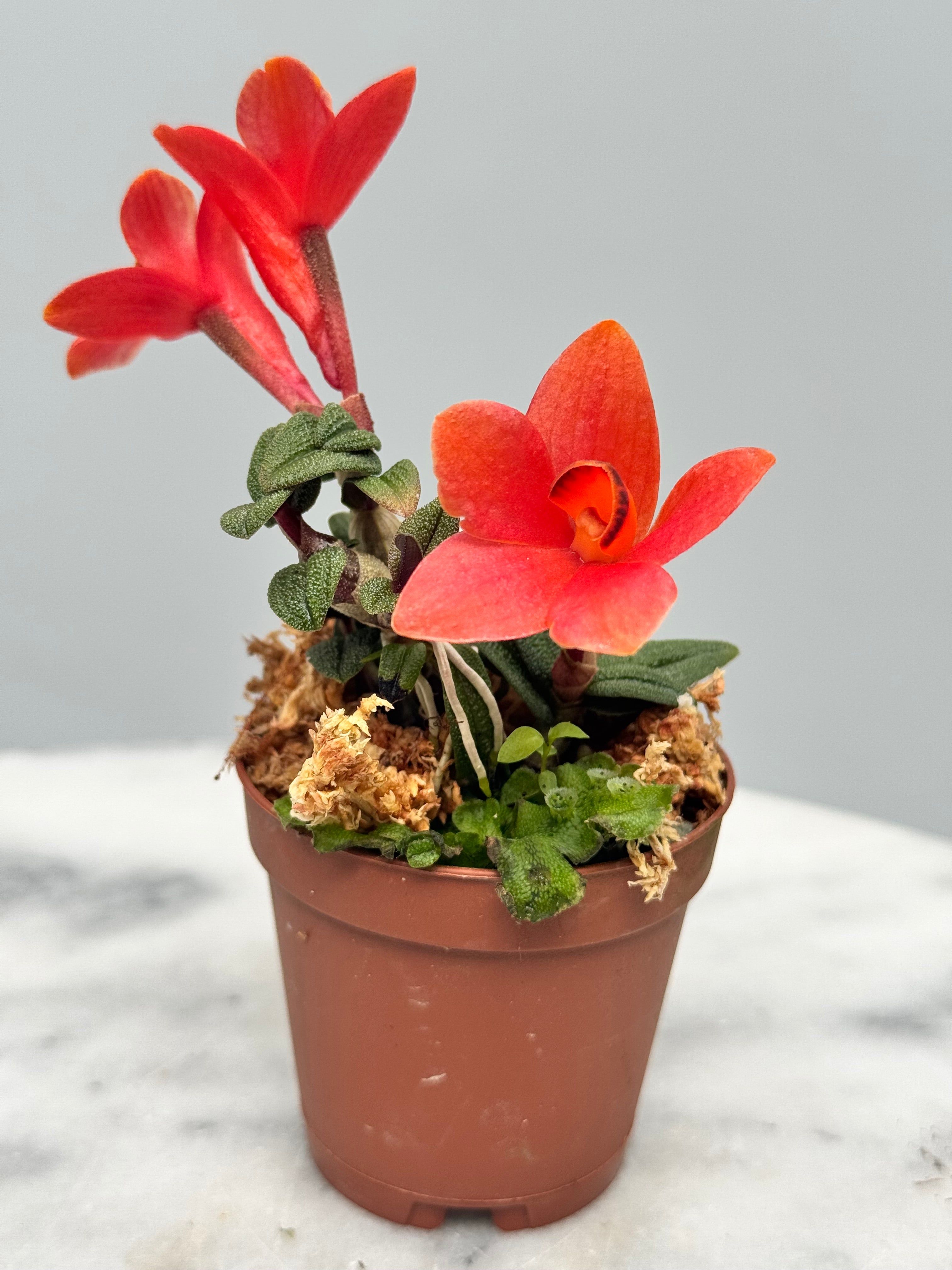 Dendrobium cuthbersonii "Red"