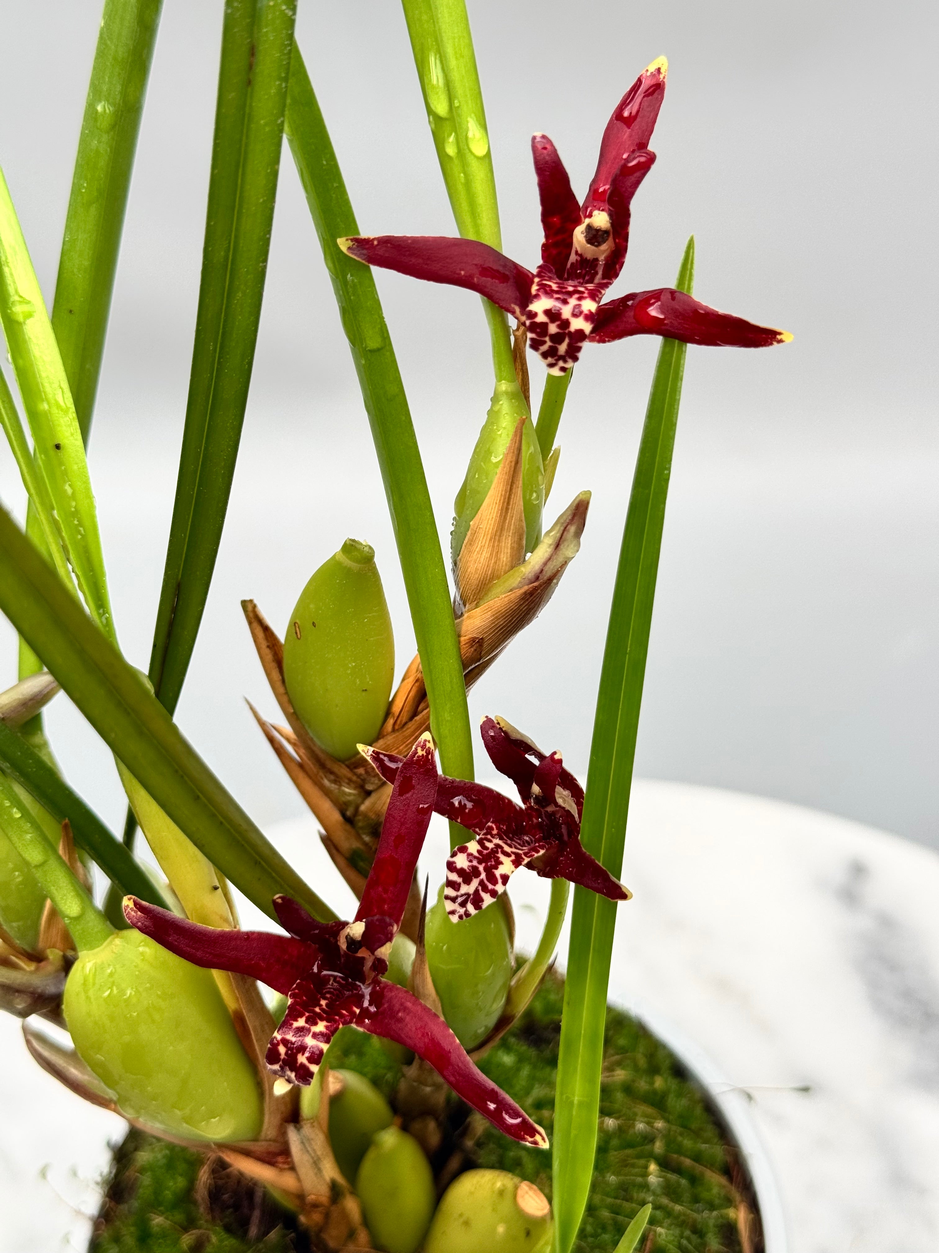 Maxillaria tenuifolia