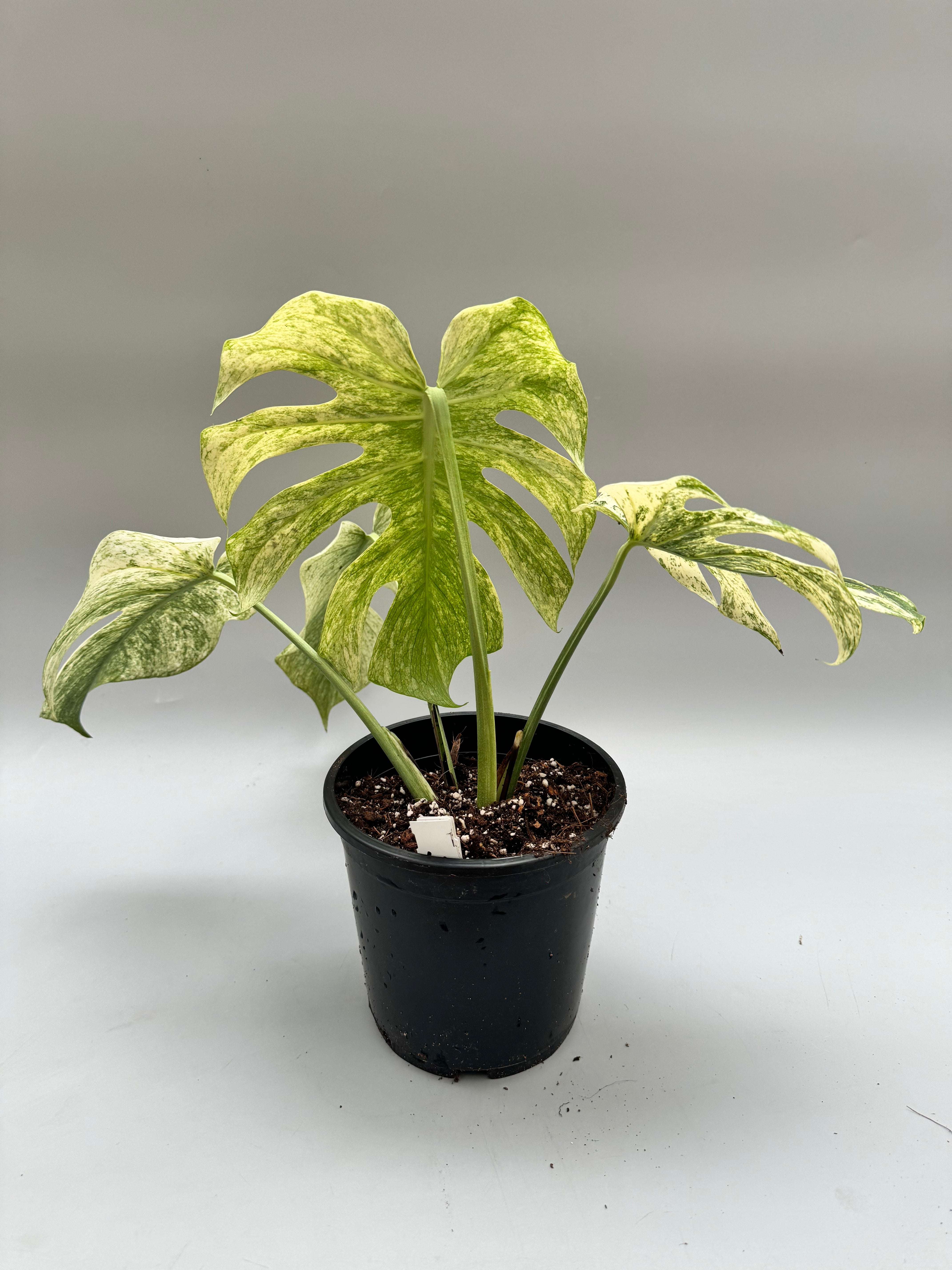 Monstera Full Mint deliciosa borsigiana Variegata "Medium Plant"