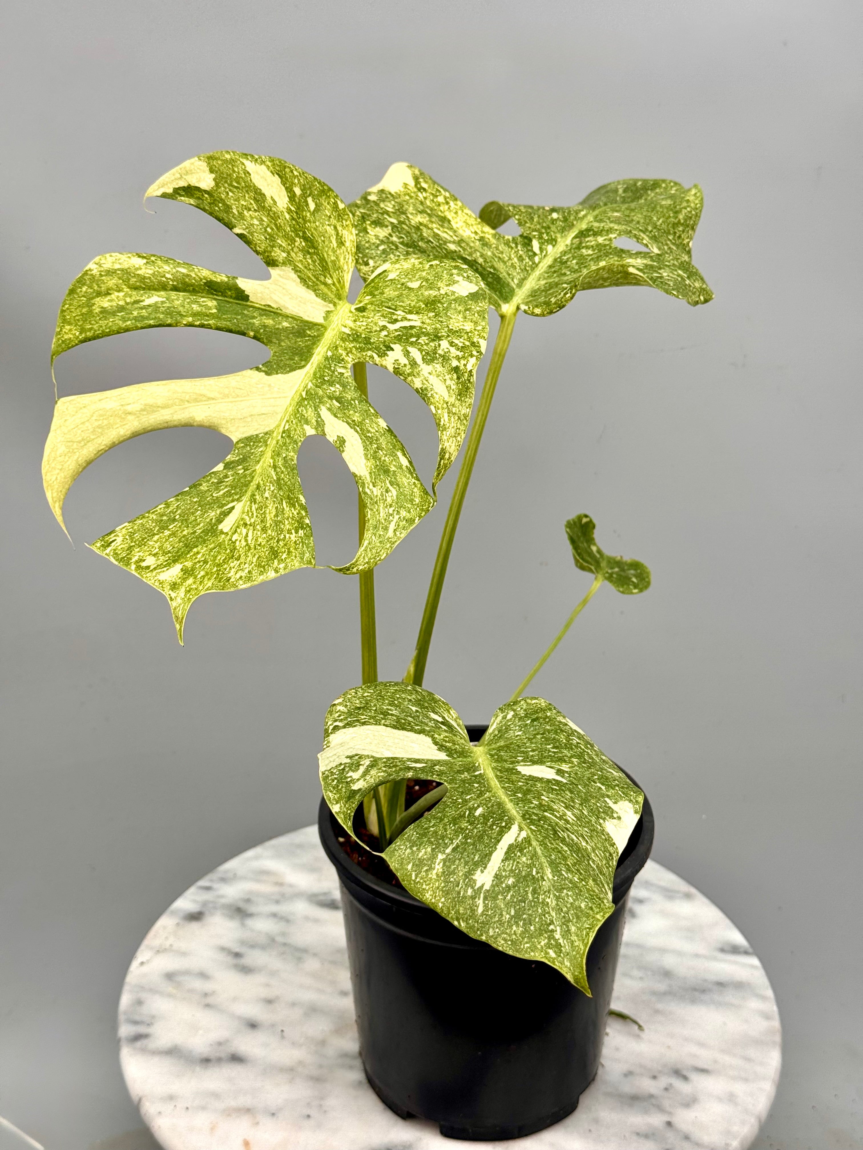 Monstera Platinum