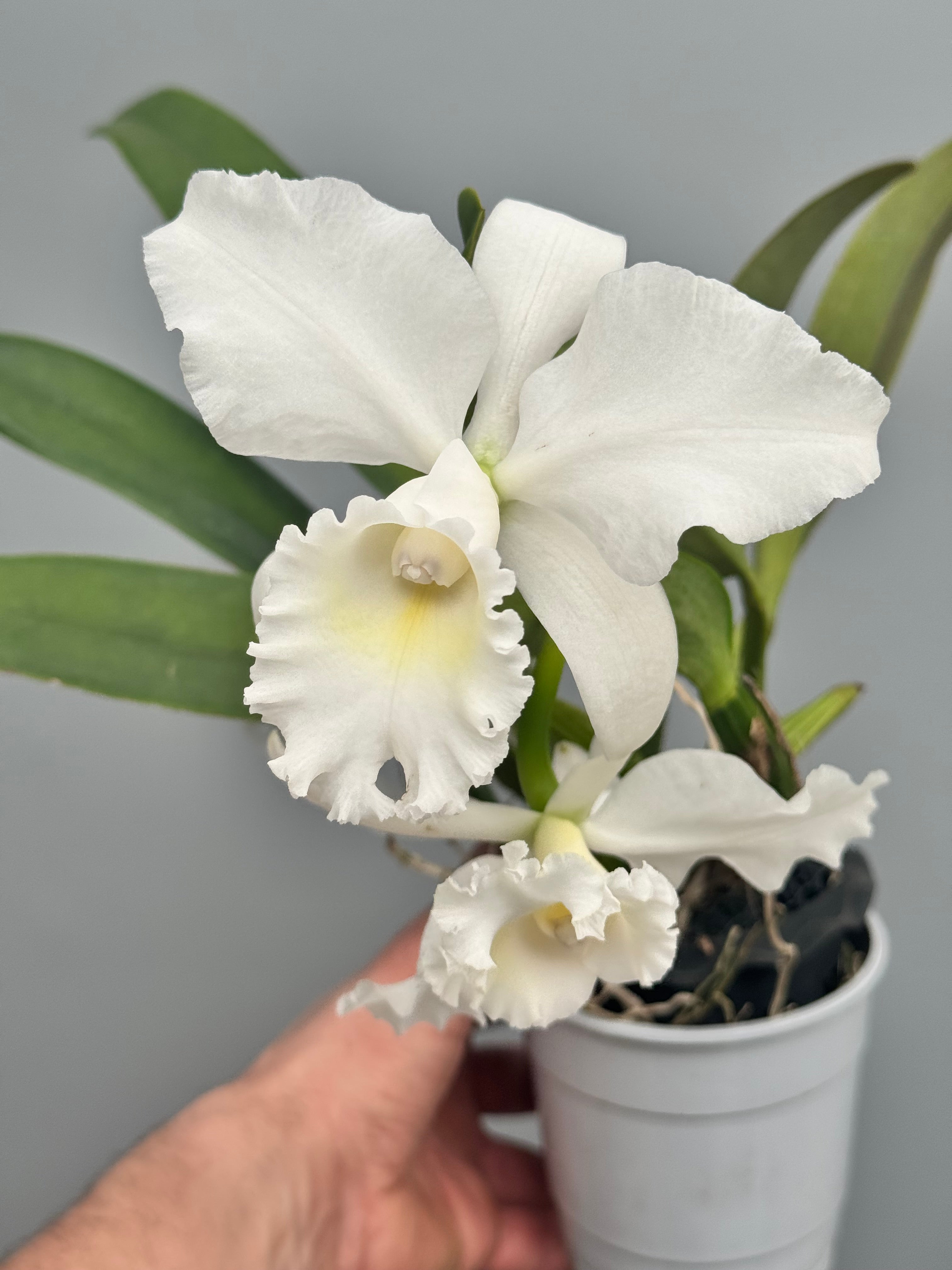 Cattleya Jairak Bella