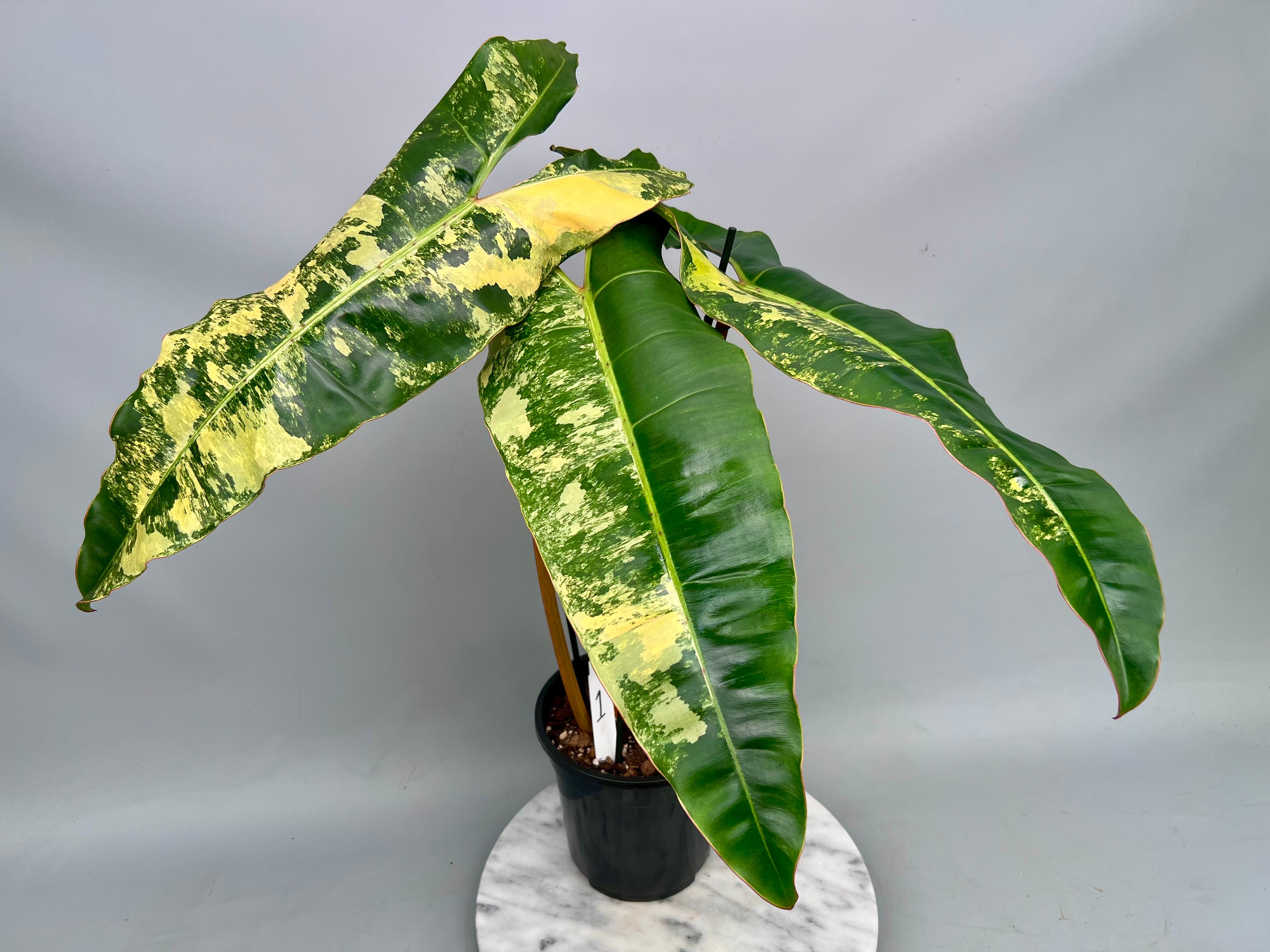 Philodendron billietiae Variegata XXL