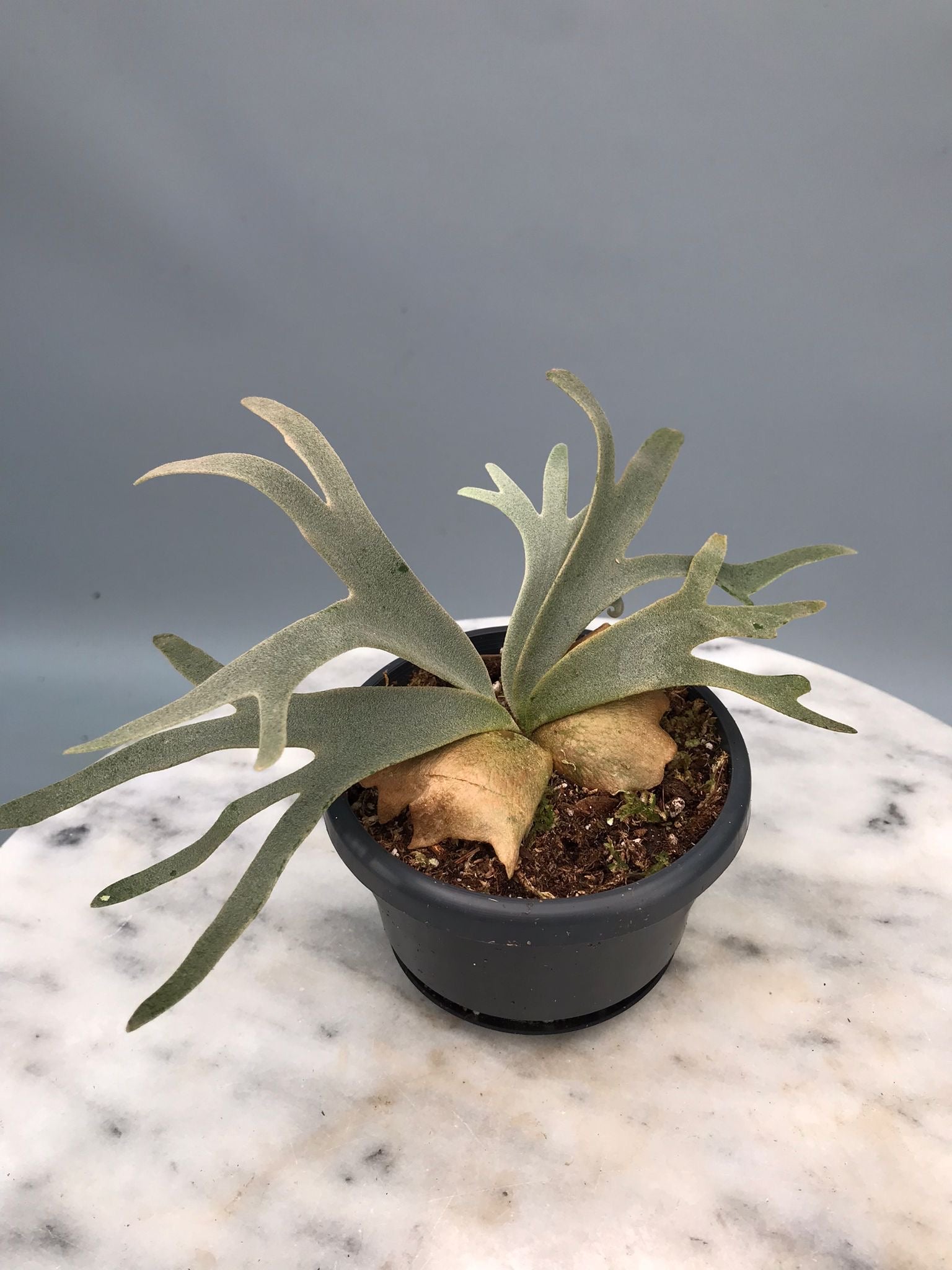 Platycerium willinckii ‘Jenny’