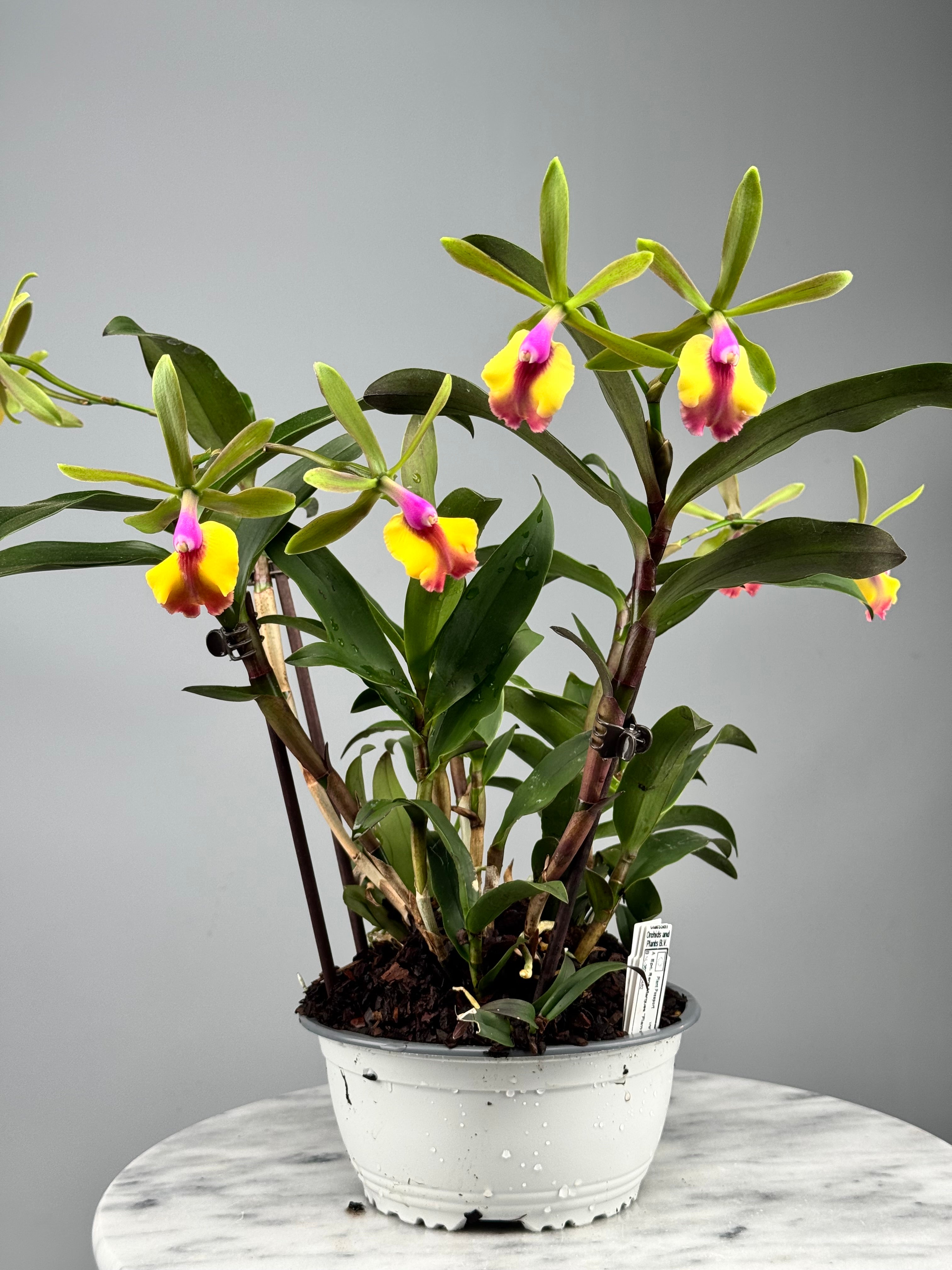 Epc. Rene Marques "Flame Thrower" HCC/AOS ‘Big Plant’