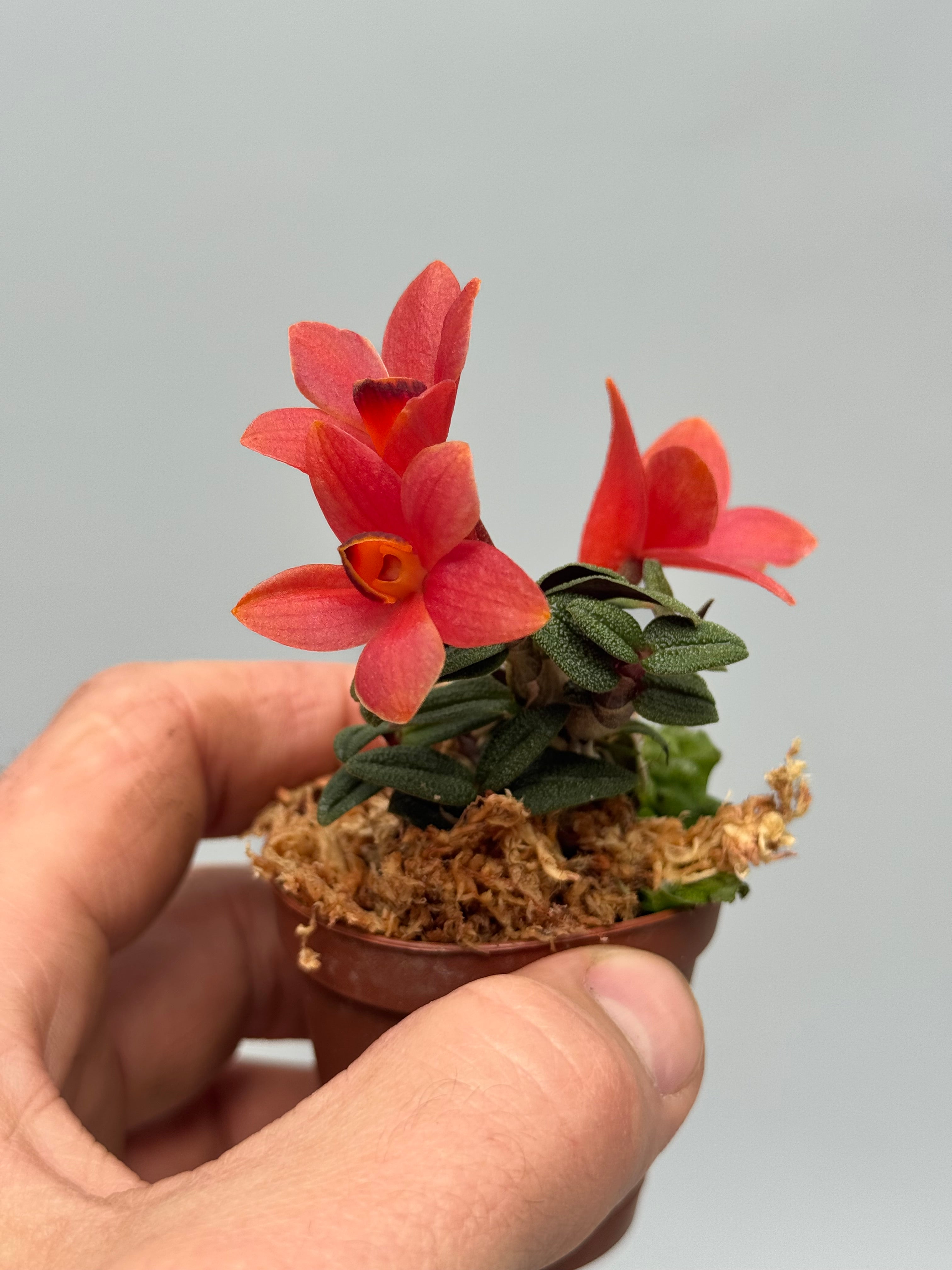 Dendrobium cuthbersonii "Red"