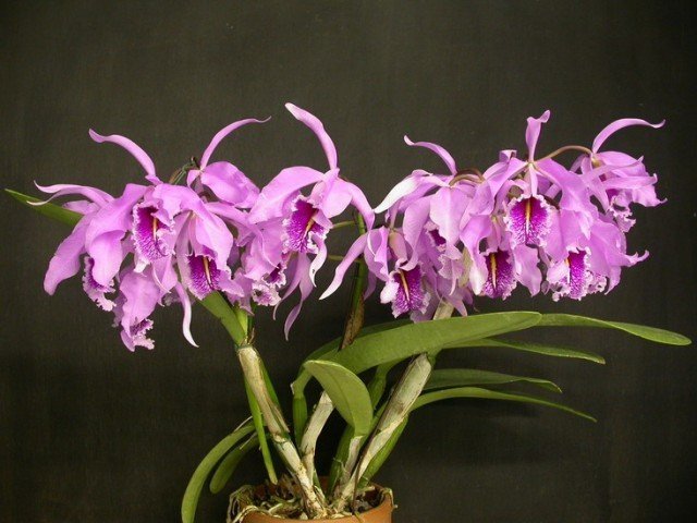 Cattleya maxima (Big Plant)