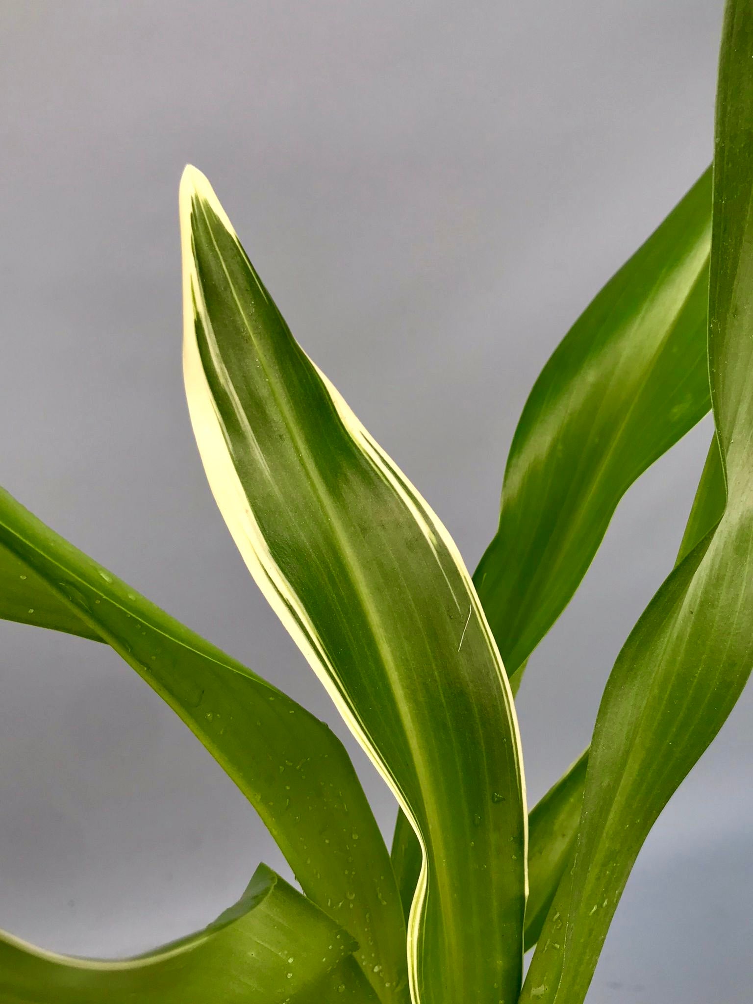 Grammatophyllum scriptum var. citrinum