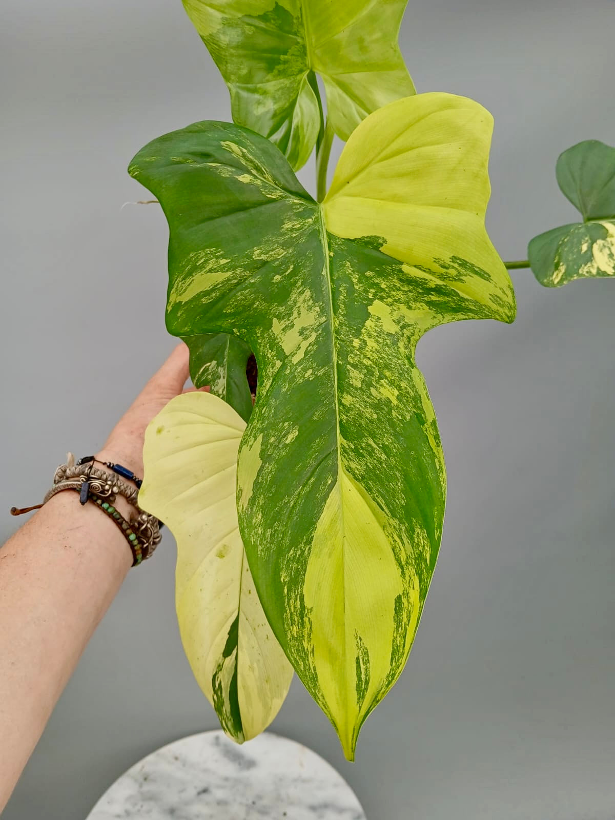 Philodendron Violin Variegated (Hochgradig variegated)