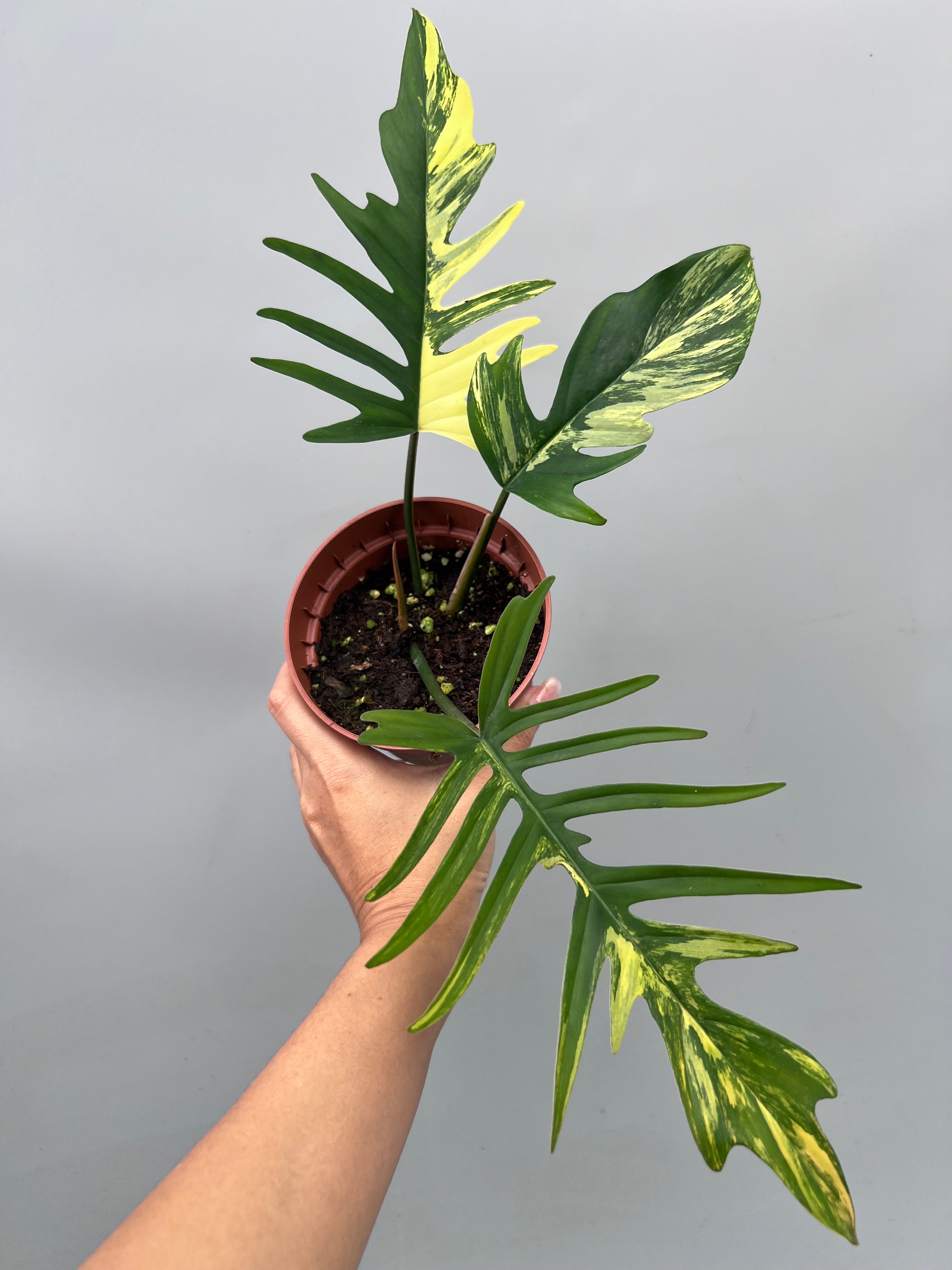 Philodendron tortum x Florida Beauty (Nr 3)
