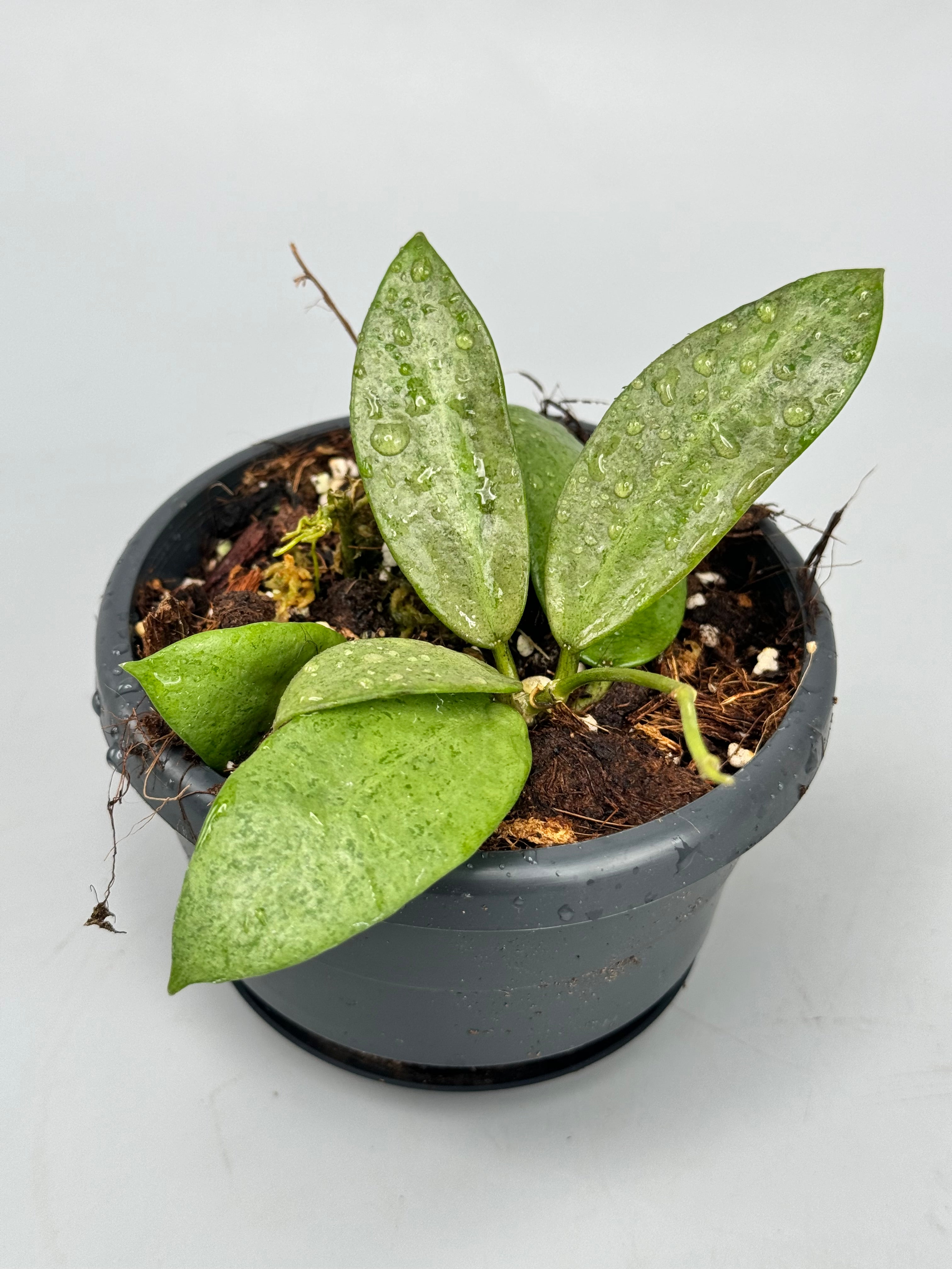 Hoya cv. Silver Dollar