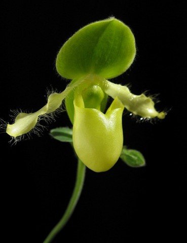 Paphiopedilum primulinum