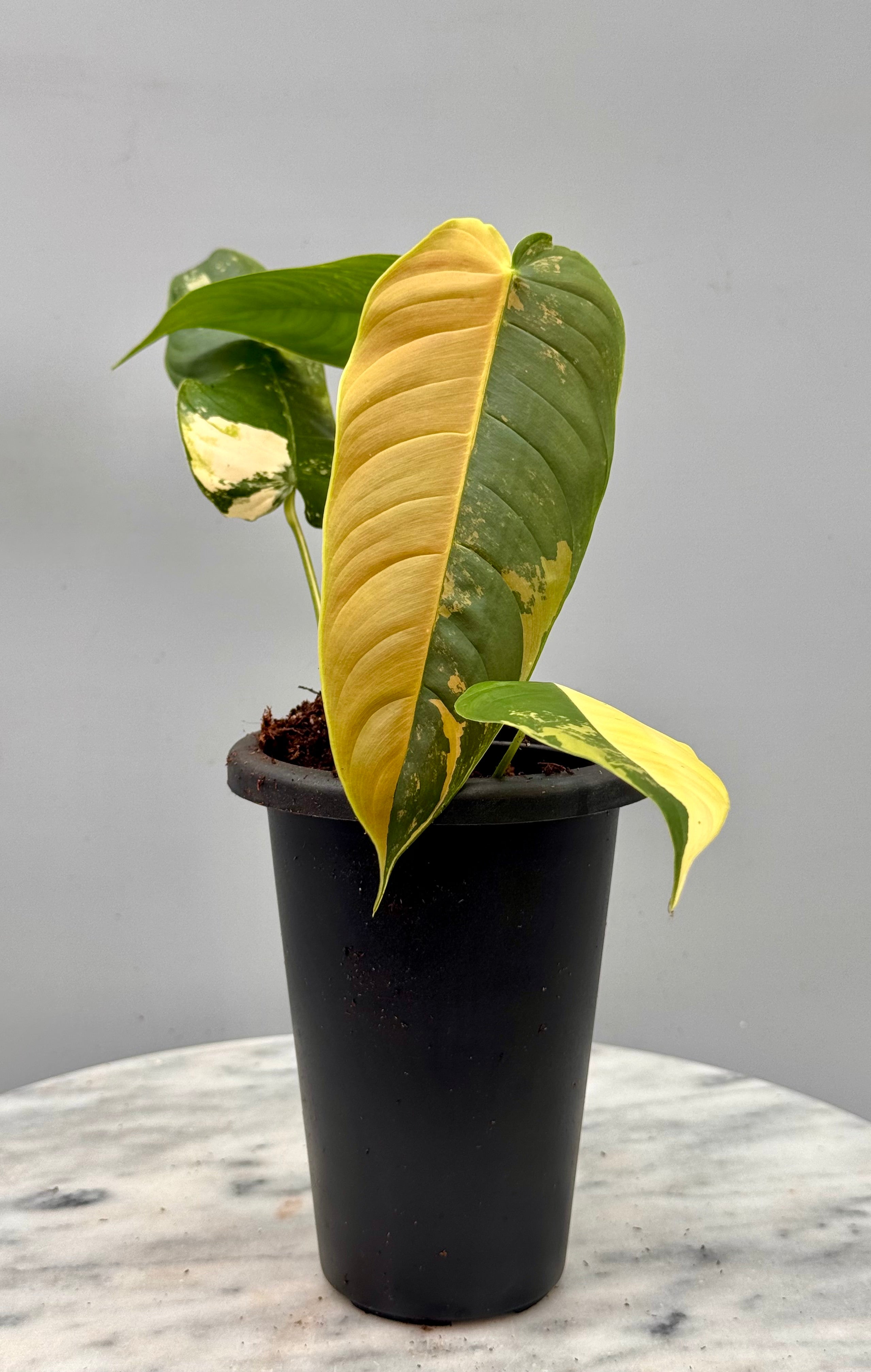 philodendron sharoniae mosquera Philodendron sharoniae Mosquera Variegata Half Moon