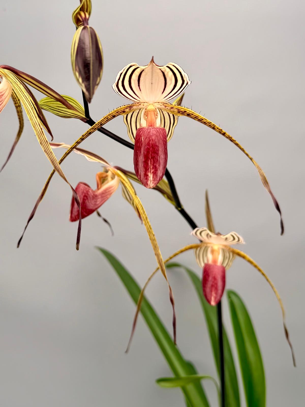 Paphiopedilum Lady Isabel