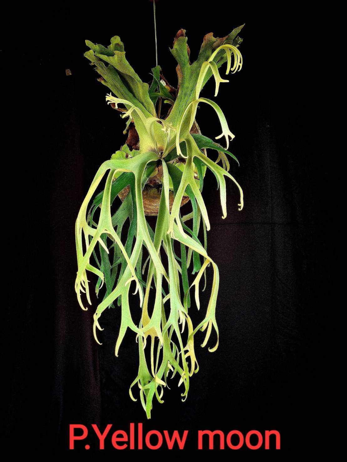 Platycerium willinckii "Yellow Moon”