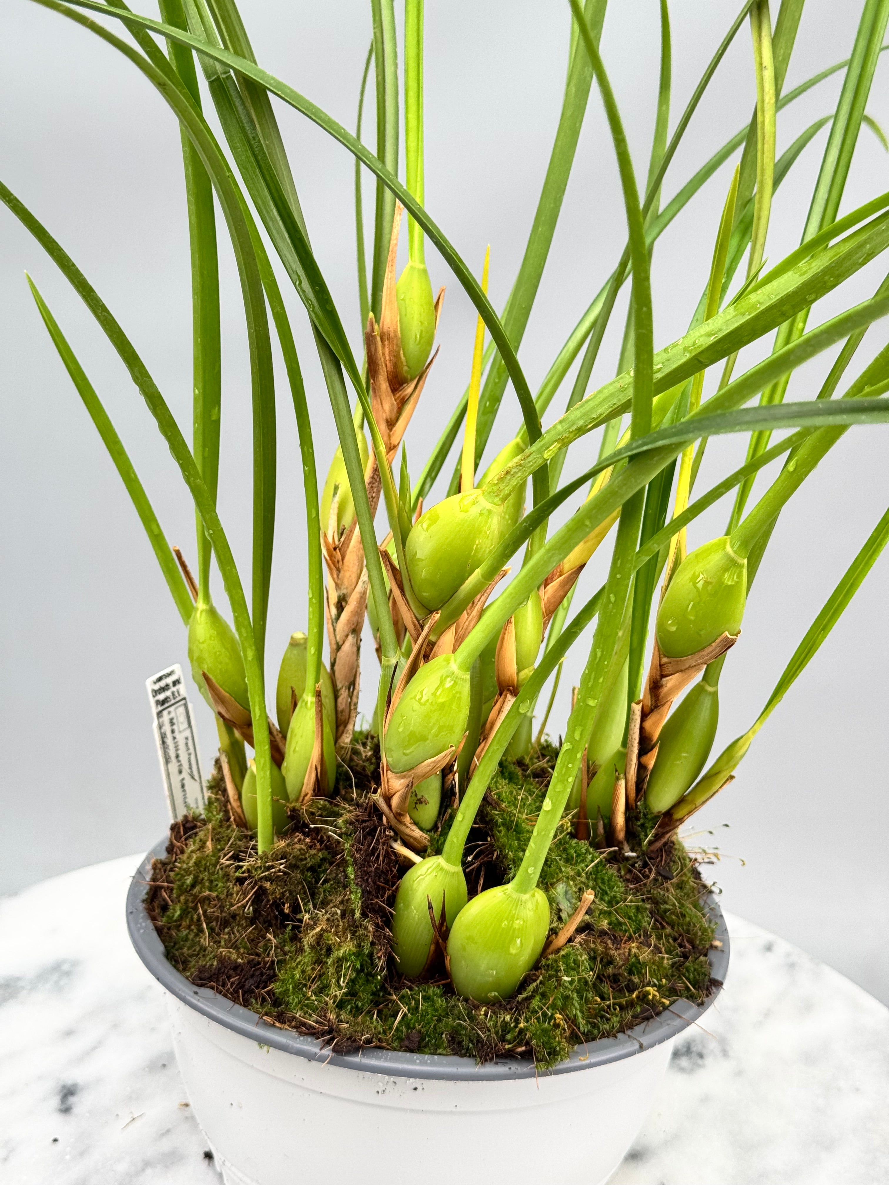 Maxillaria tenuifolia "Dunkle 2. Generation" "Groß Pflanze"