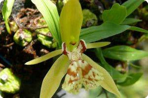 Coelogyne schilleriana