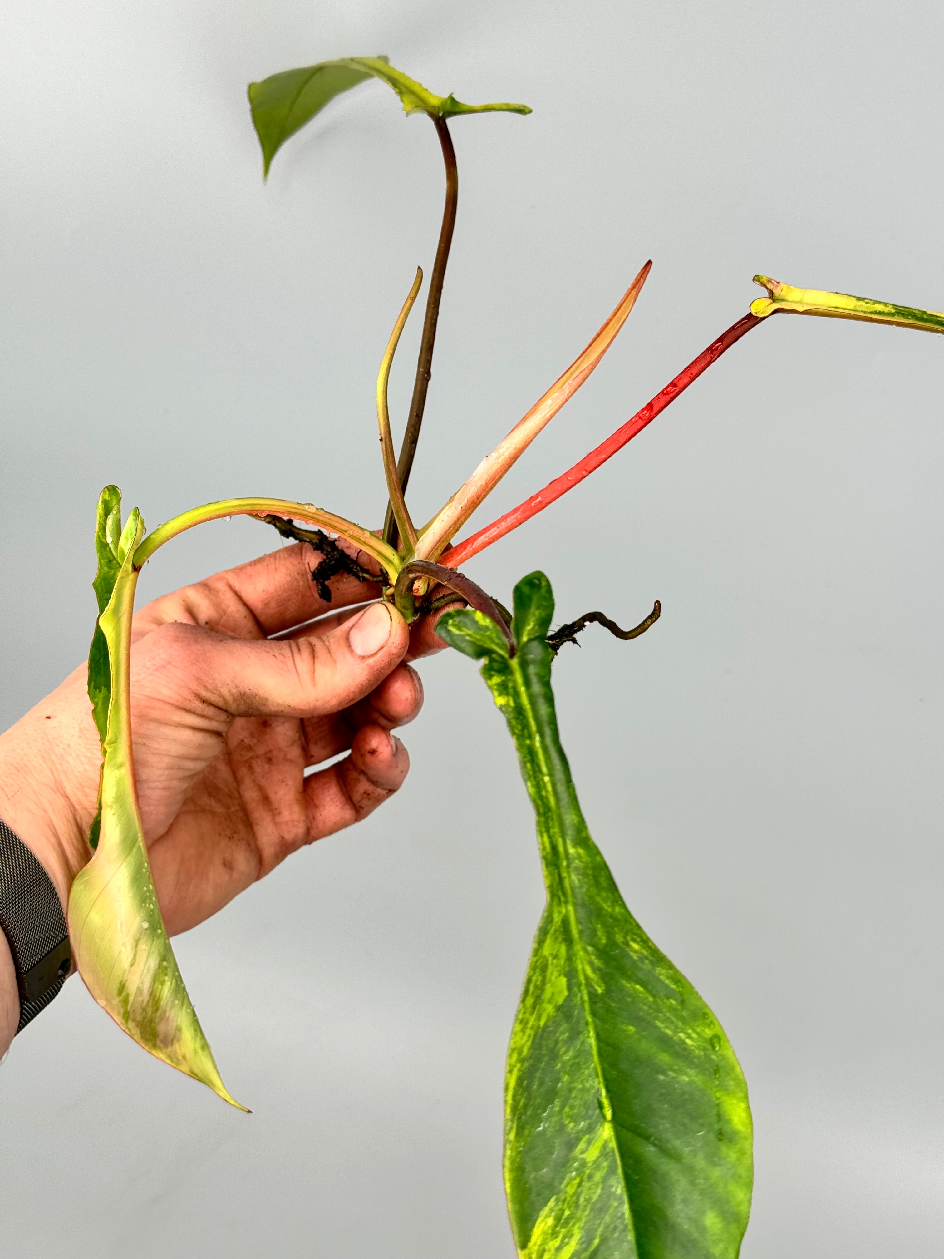 Philodendron joepii Variegated (Fresh Head Cutting)