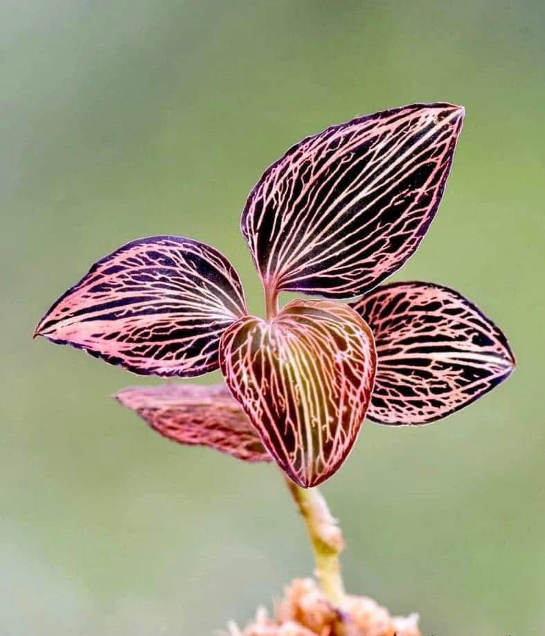 Anoectochilus reinwardtii Blume 1858 