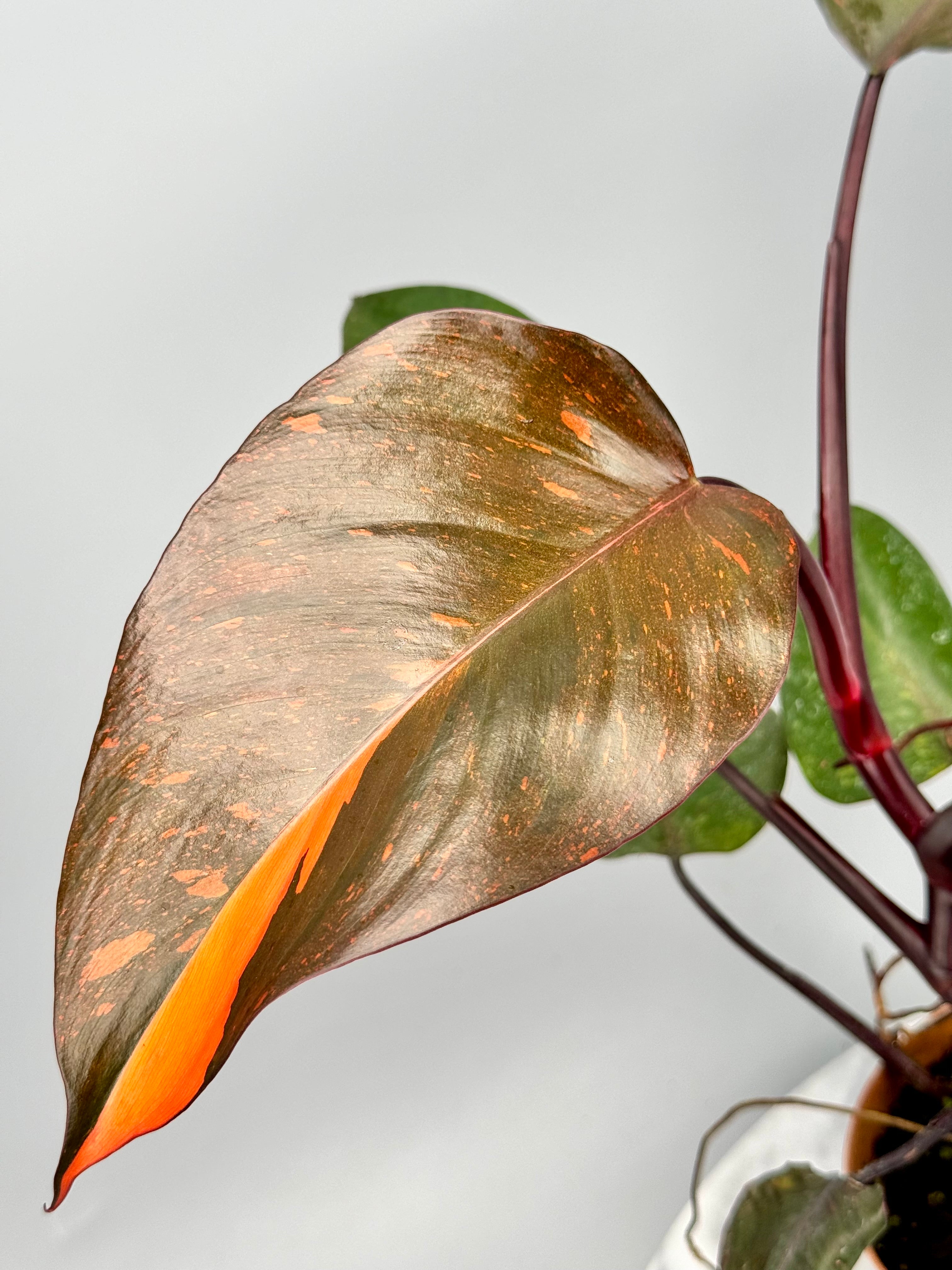 Philodendron Orange Princess XXL