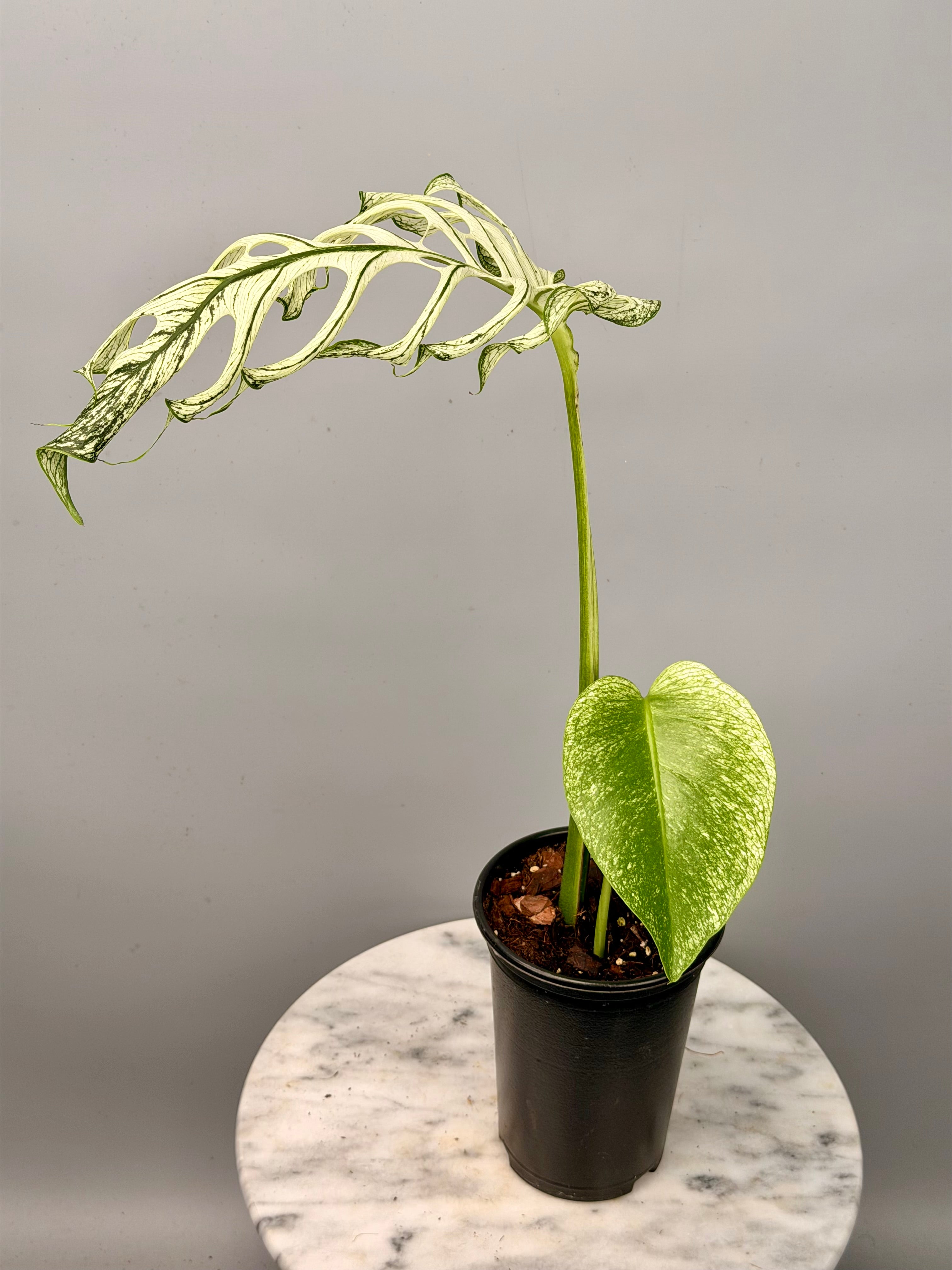 Monstera ‘Devil Monster’ Nr 1 (Leaf Cutting met nieuw groei oog)
