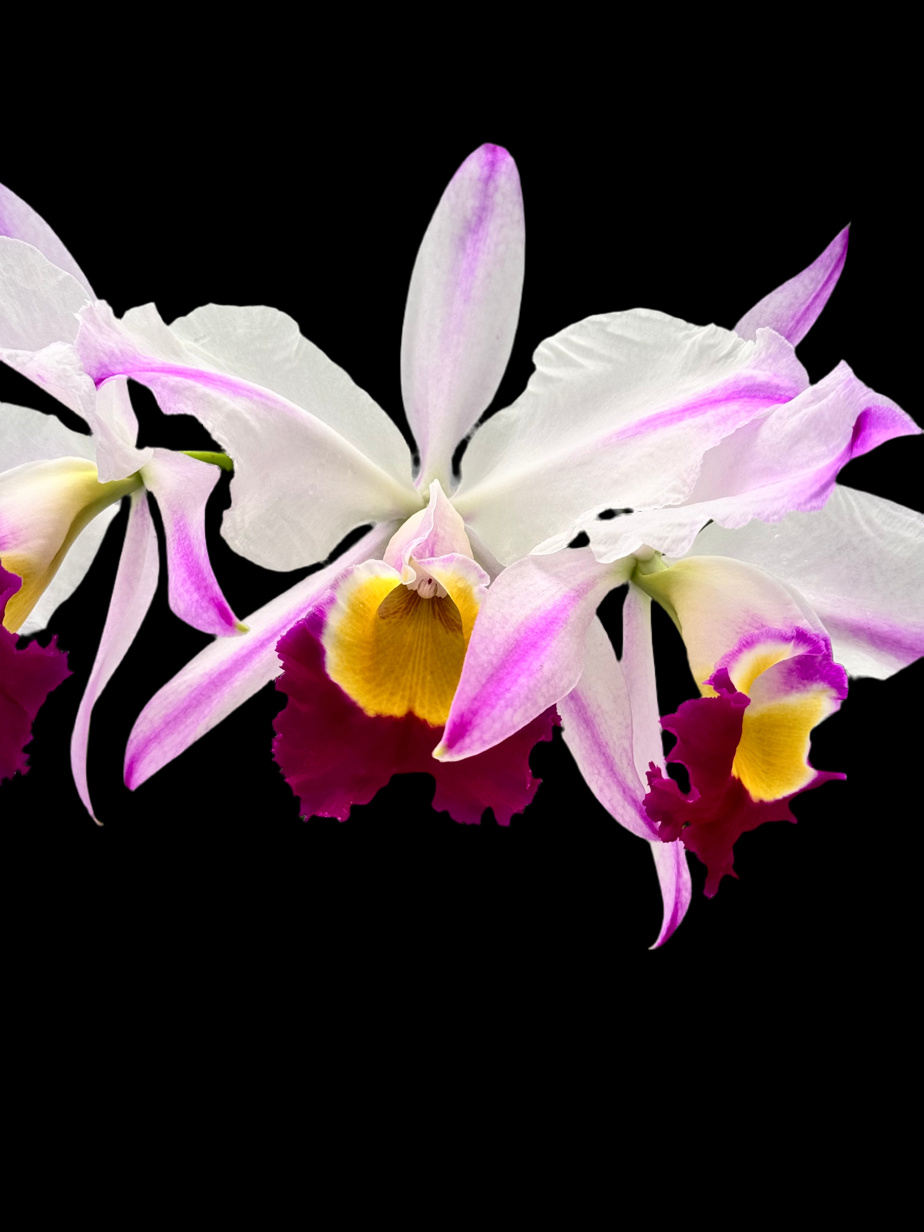 Cattleya wallisii F.S./A Flamea (Original) 'Hilela' (OG)