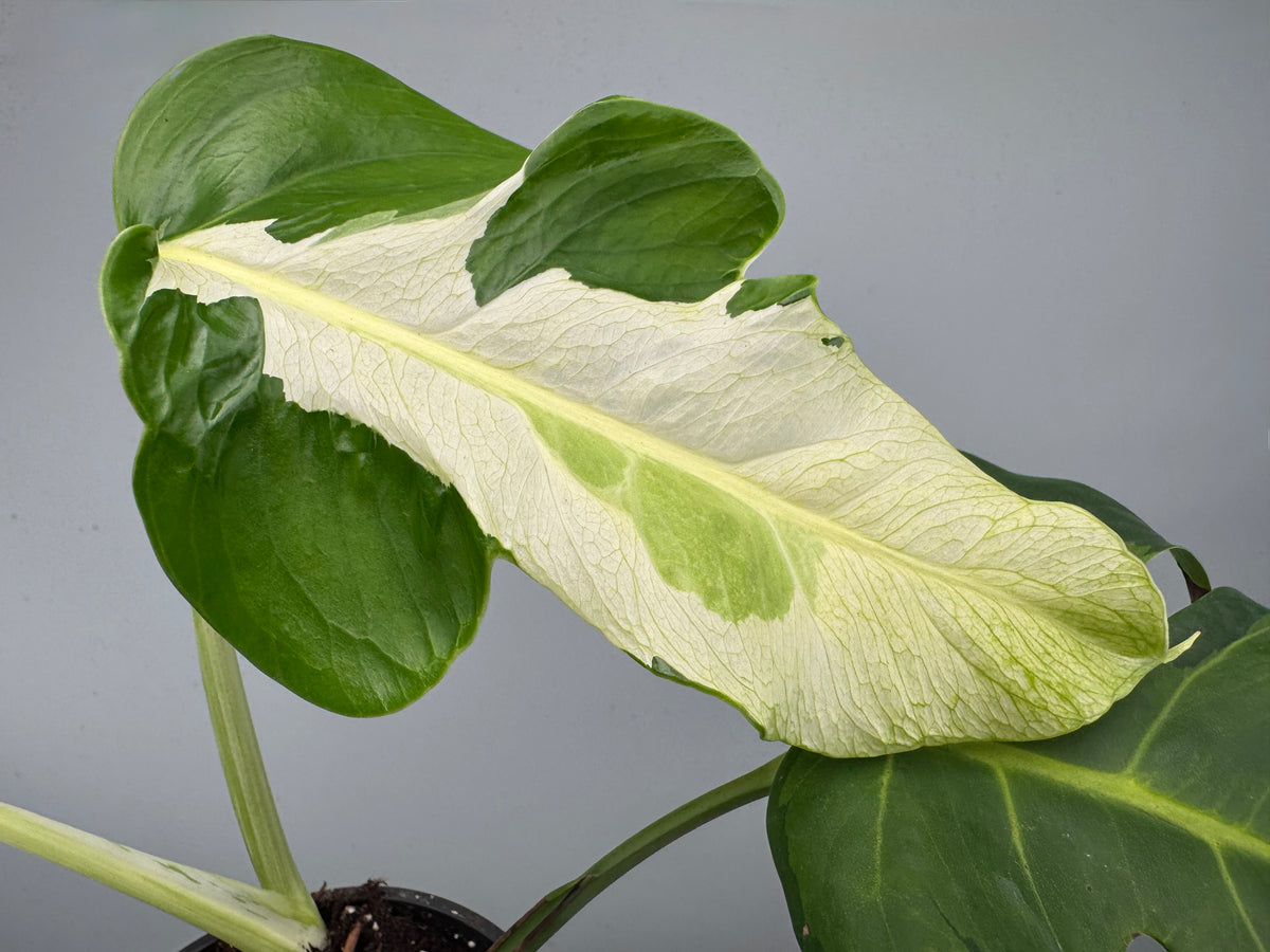 Monstera White Lava 'Lalamove' nr 1.2