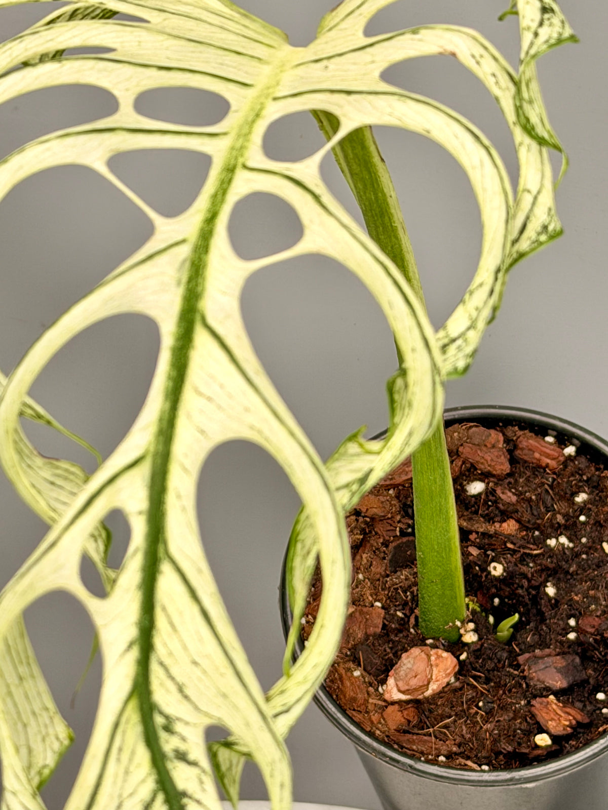 Monstera ‘Devil Monster’ (Leaf Cutting)