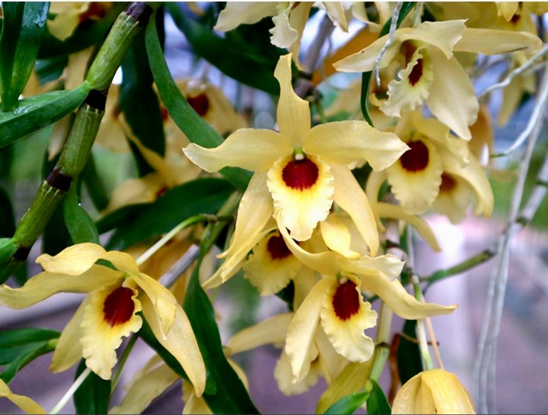 Dendrobium2　セイア Dendrobium Jairak Chaste