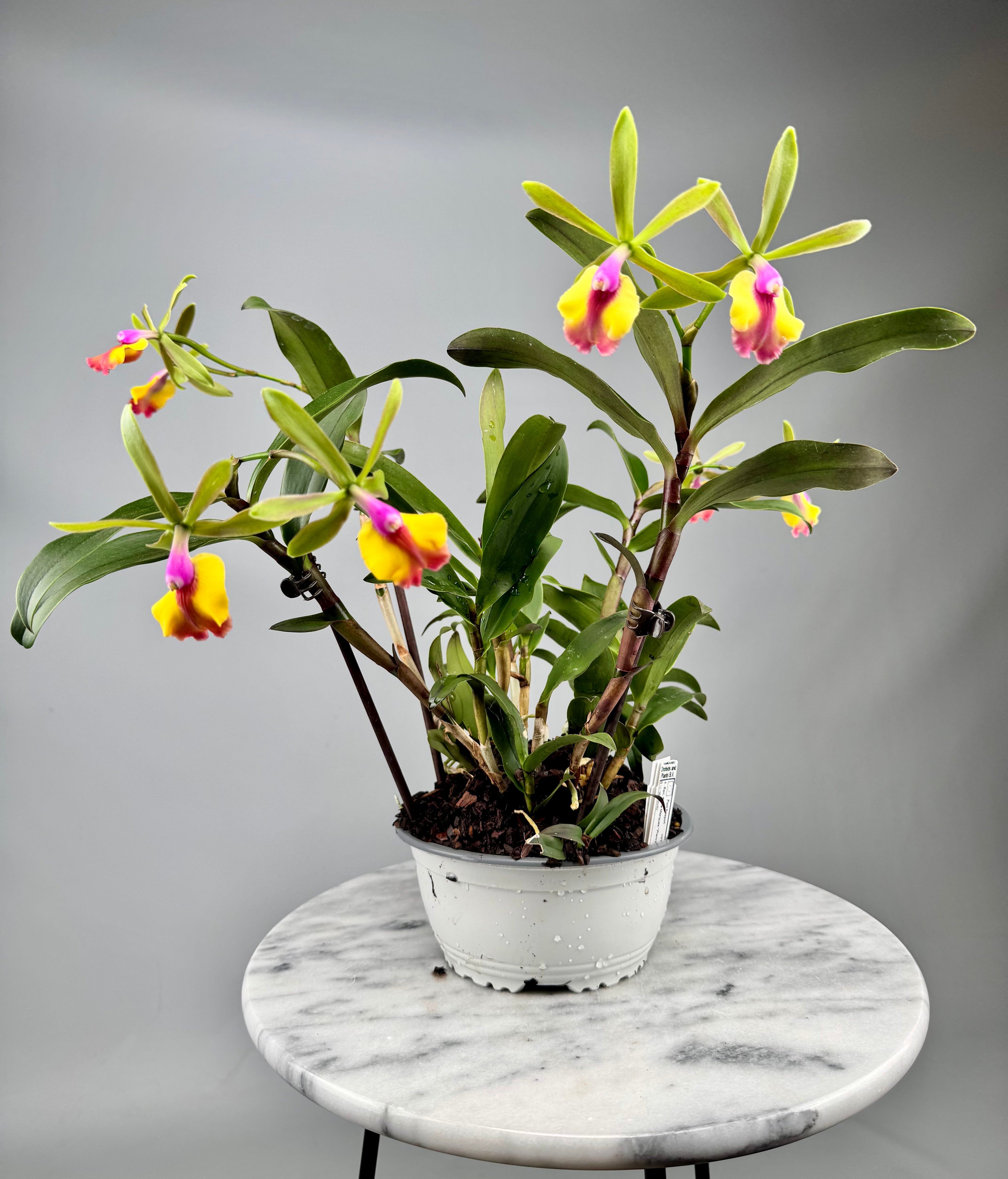 Epc. Rene Marques "Flame Thrower" HCC/AOS ‘Big Plant’