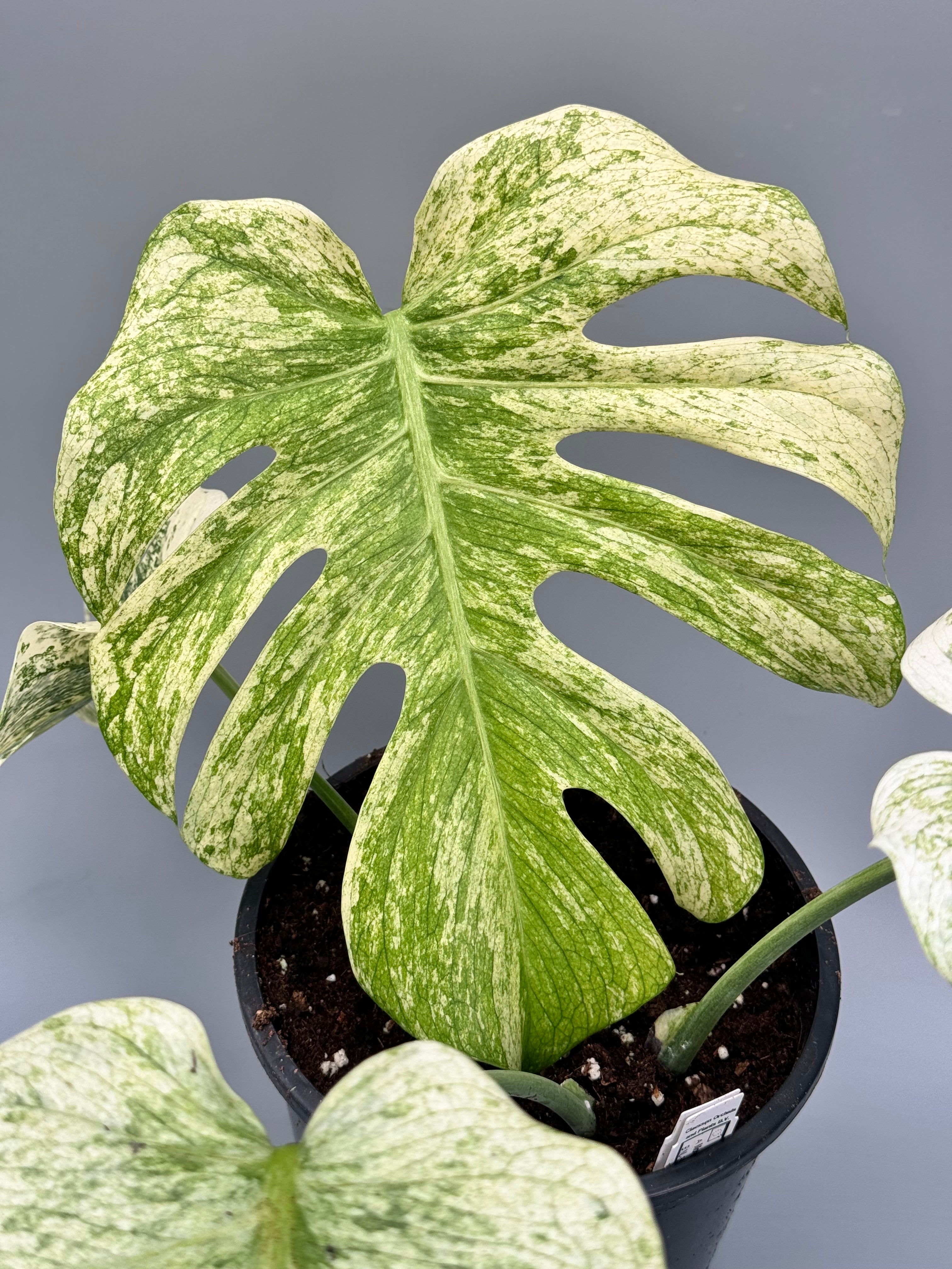 Monstera Full Mint deliciosa borsigiana Variegata "Medium Plant"