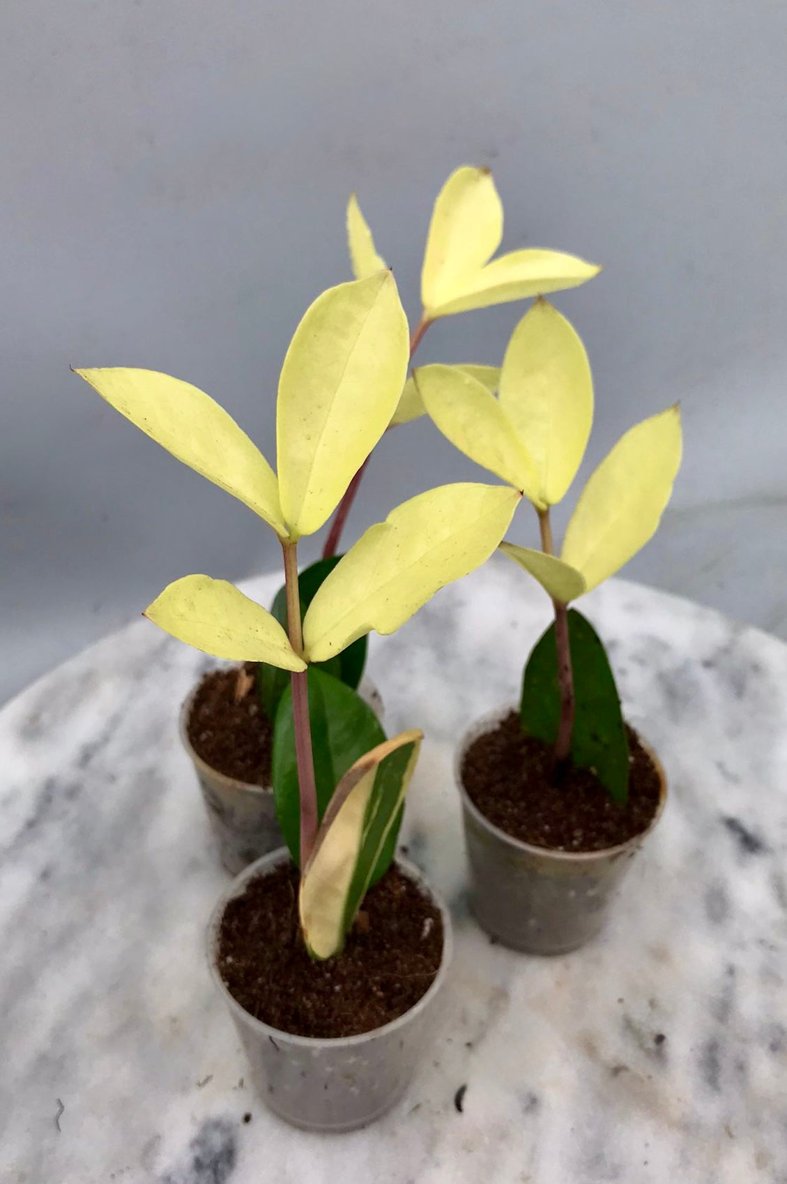 Zamioculcas zamiifolia Variegated