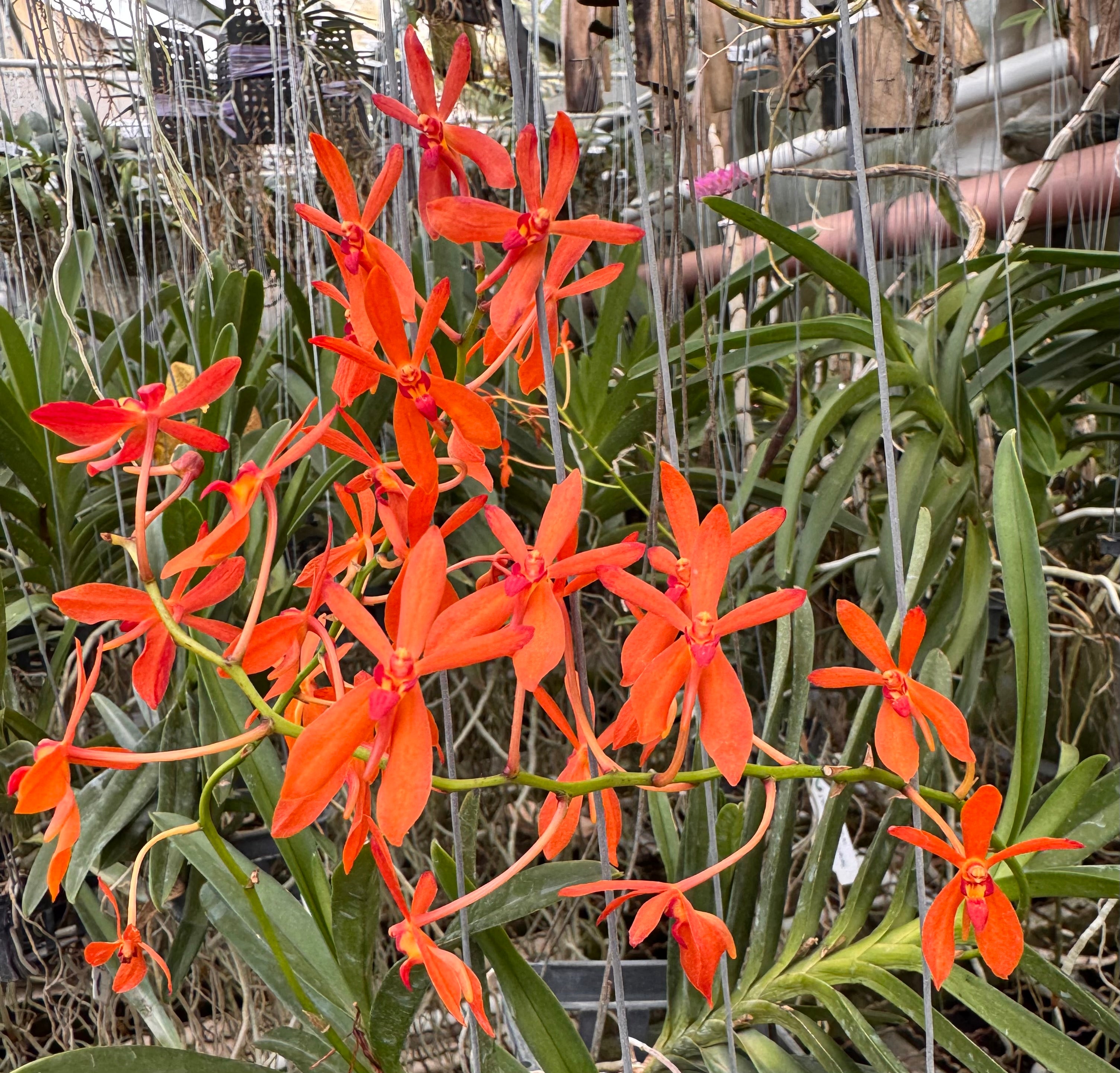 Renanthera storiei x Neofinetia Falcata