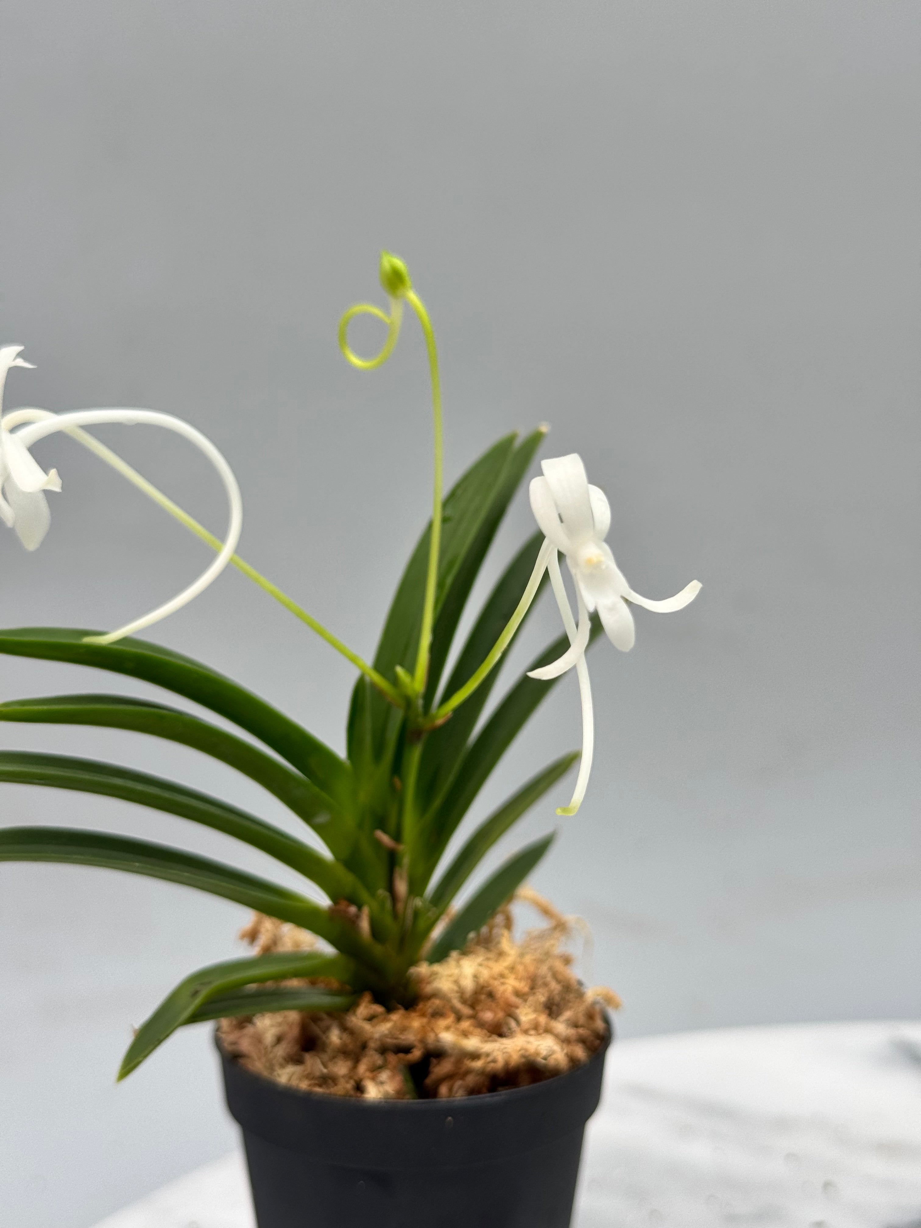 Neofinetia falcata