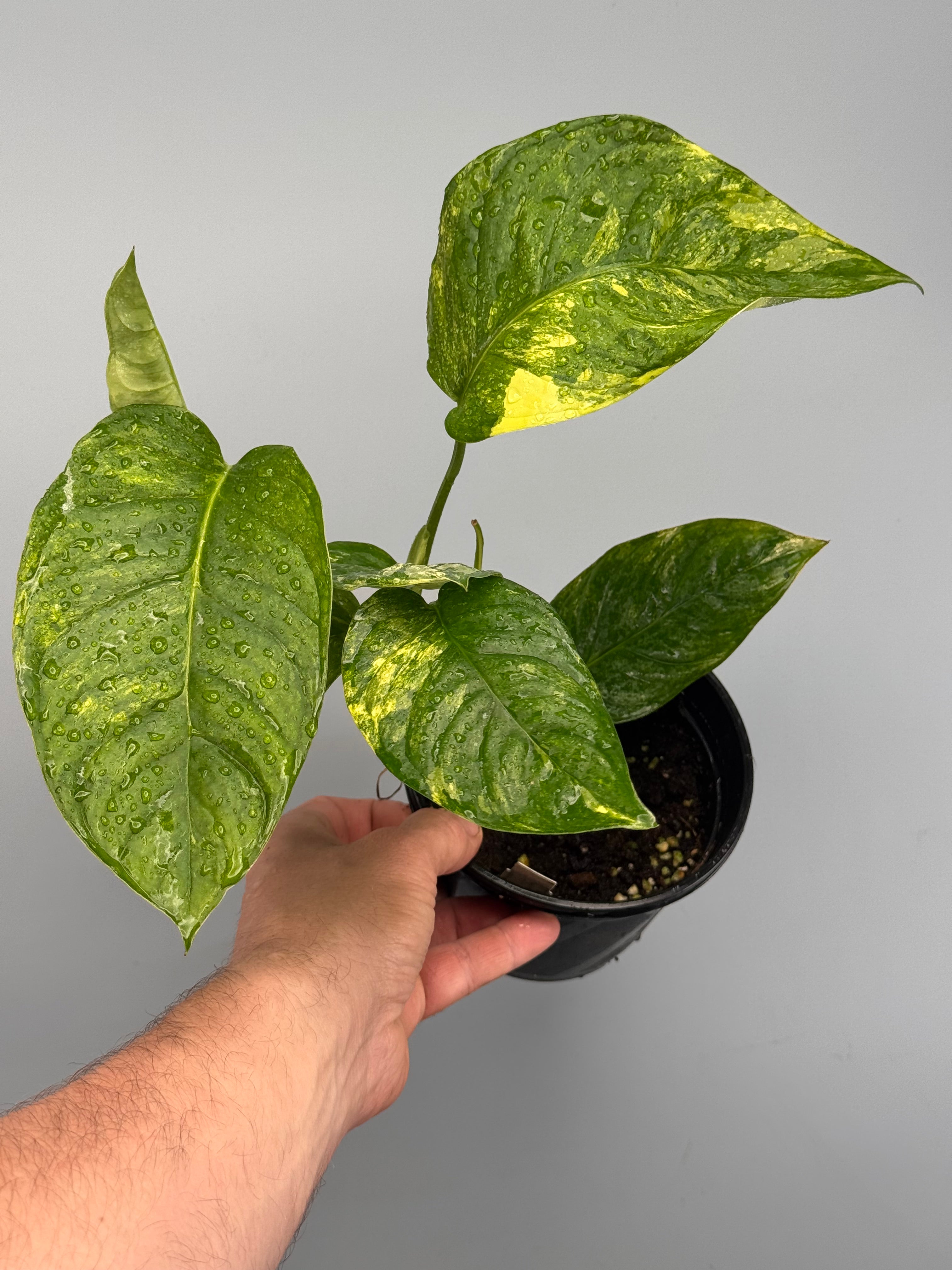 Monstera obliqua mayuna Variegata Aurea