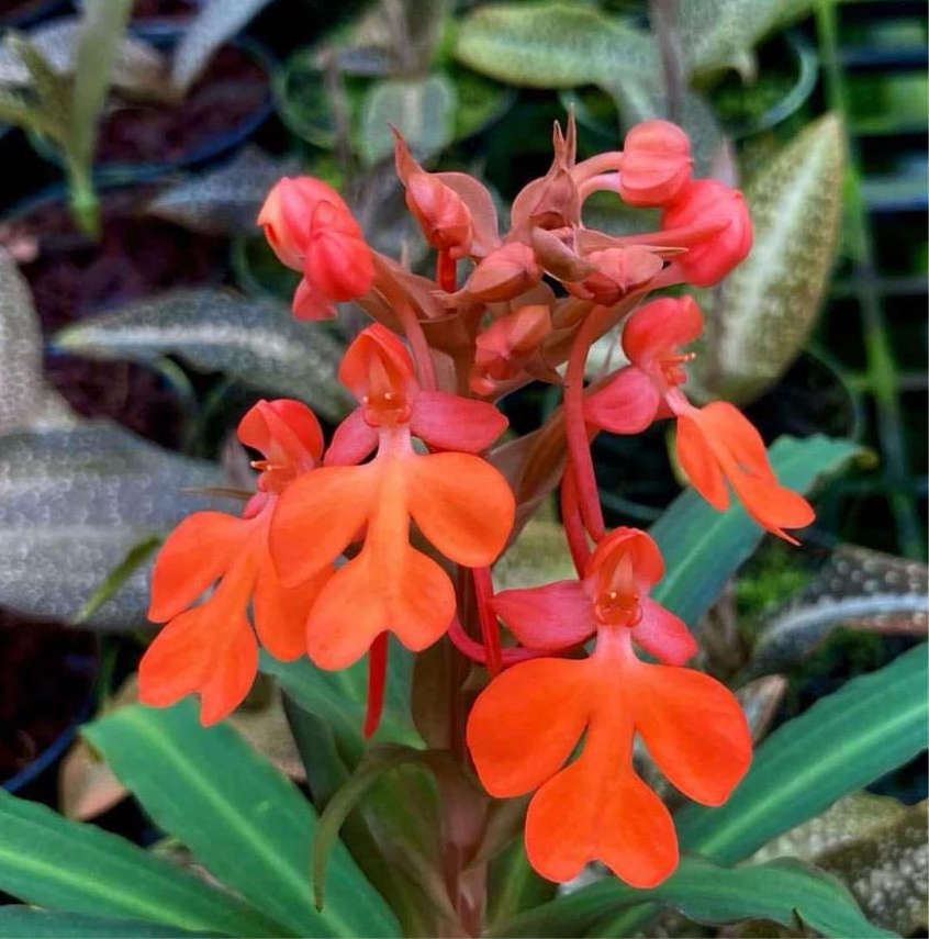 Habenaria roebelenii
