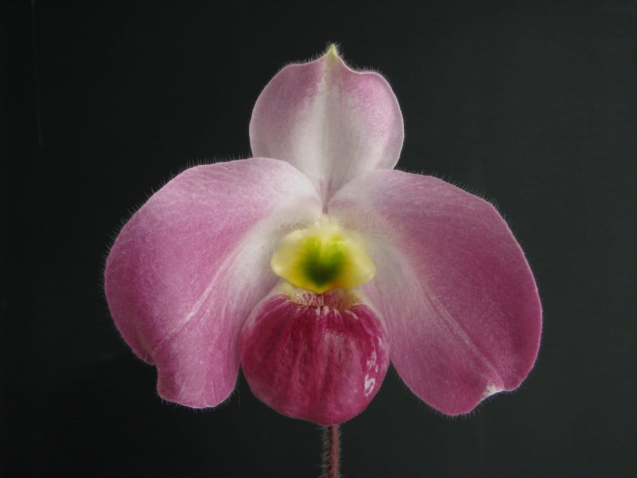 Paphiopedilum vietnamense