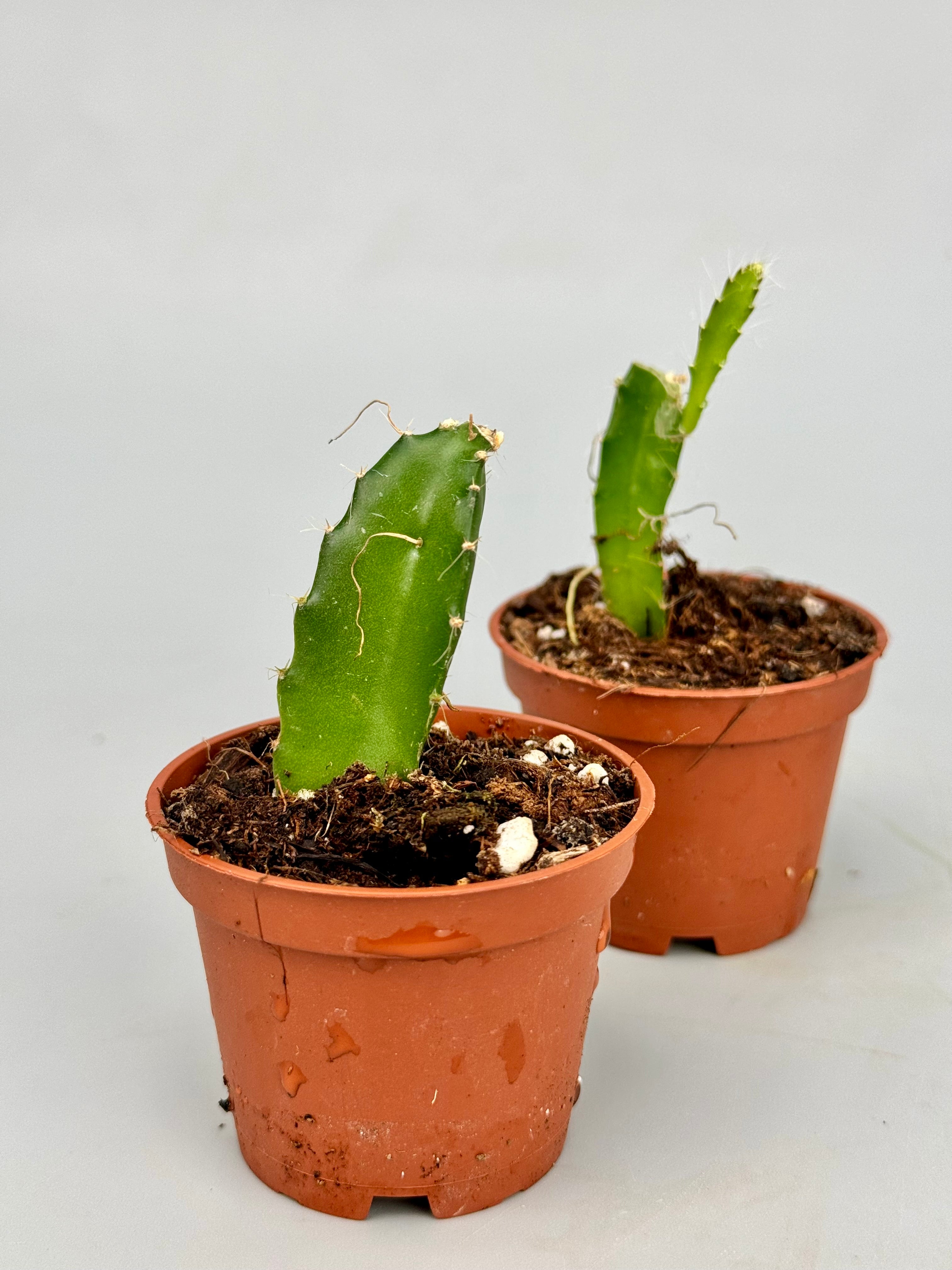 Hylocereus undatus "Dragon Fruit" (2 plants)