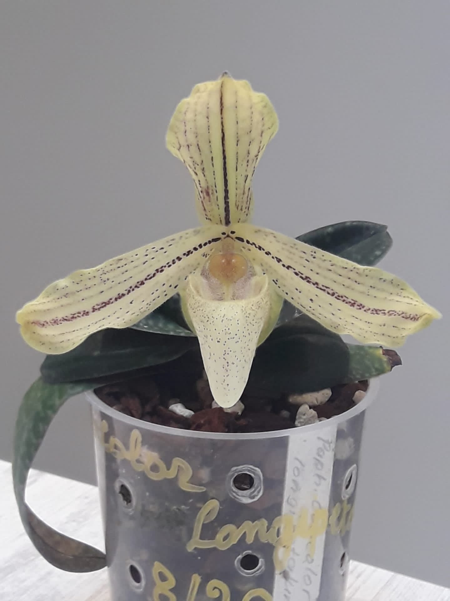 Paphiopedilum concolor var. striatum