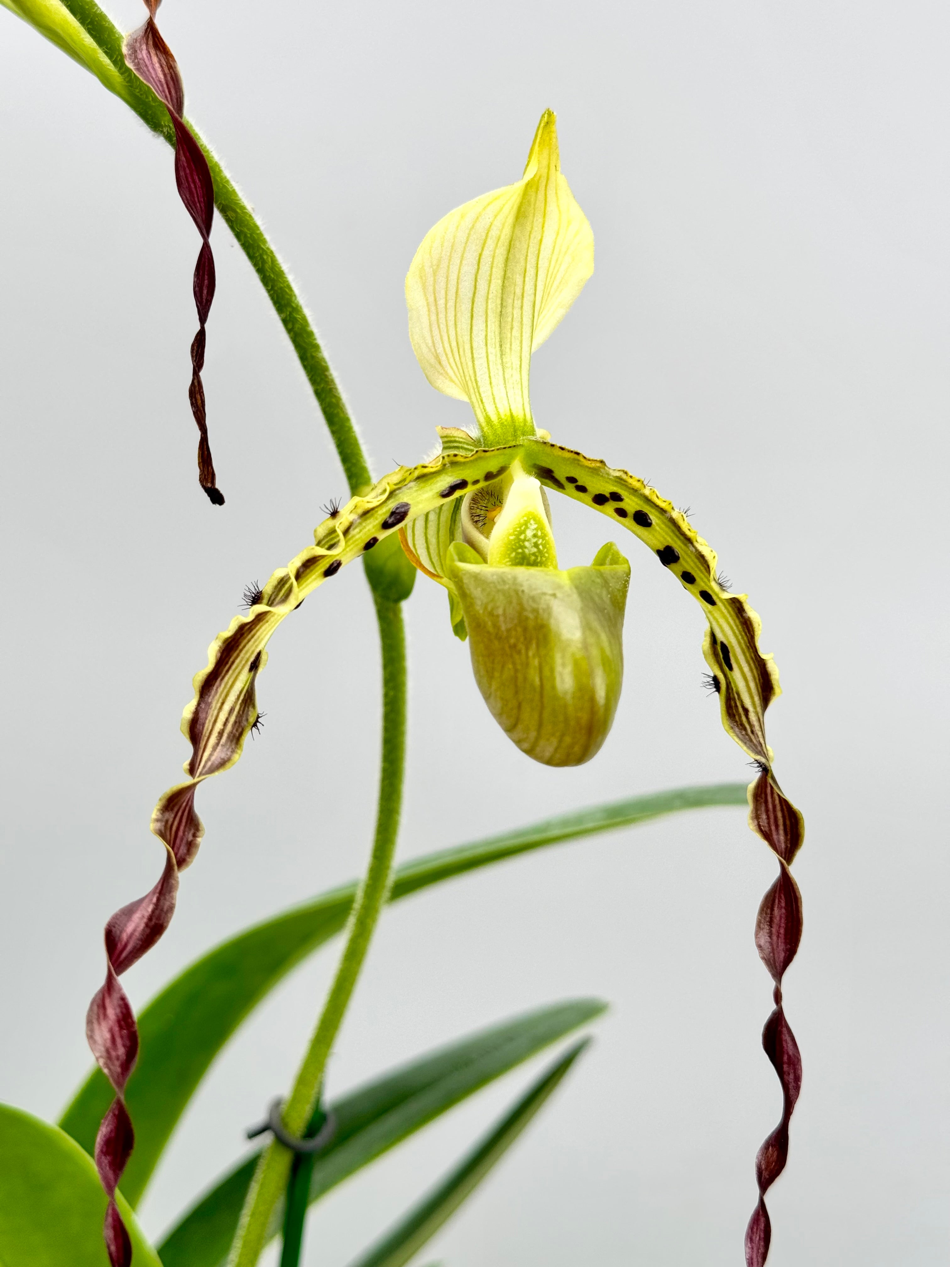 Paphiopedilum parishii (Großer pflanze)