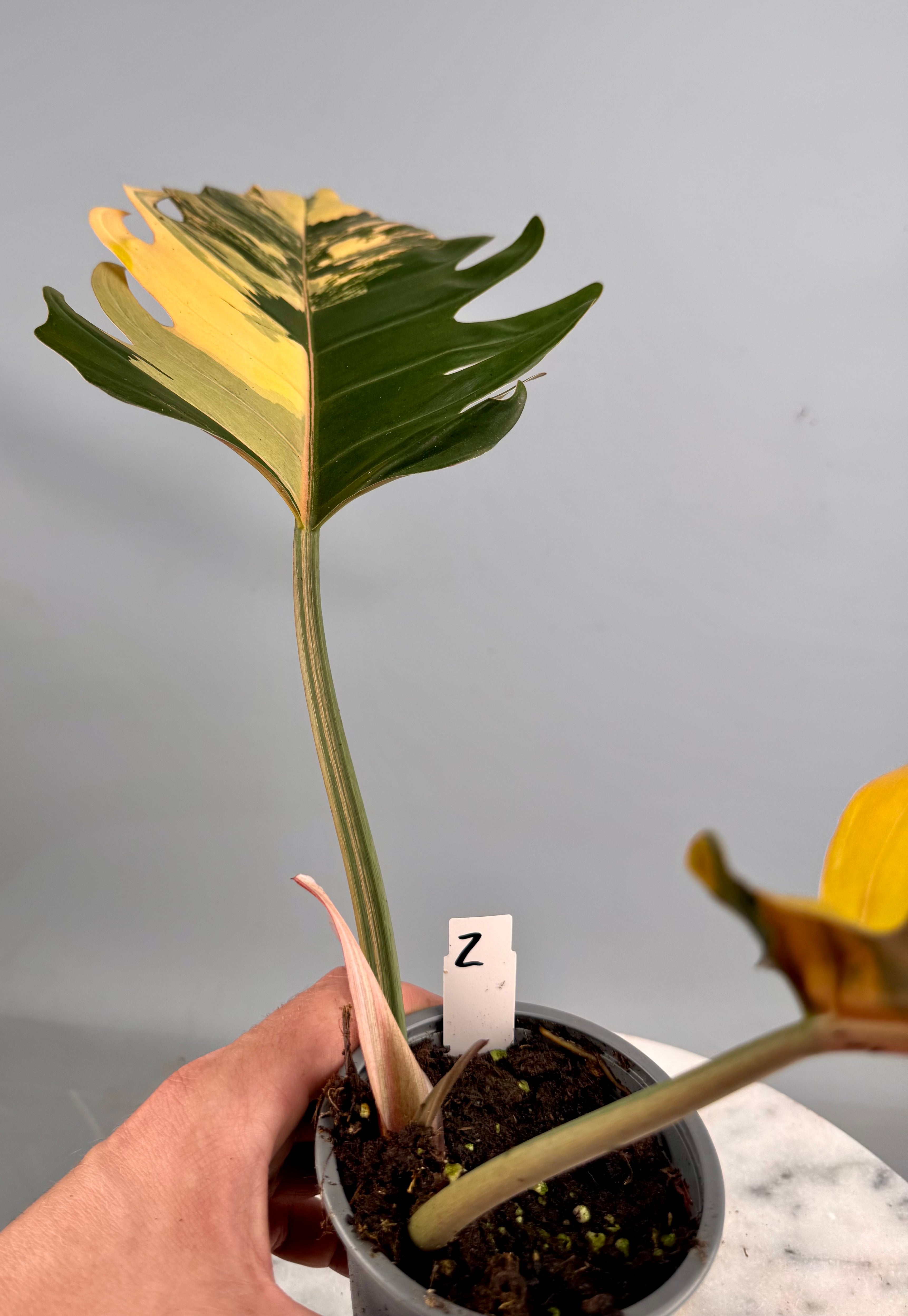 Philodendron Caramel Marble nr 2