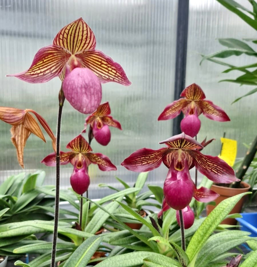 Paphiopedilum Gloria Naugle
